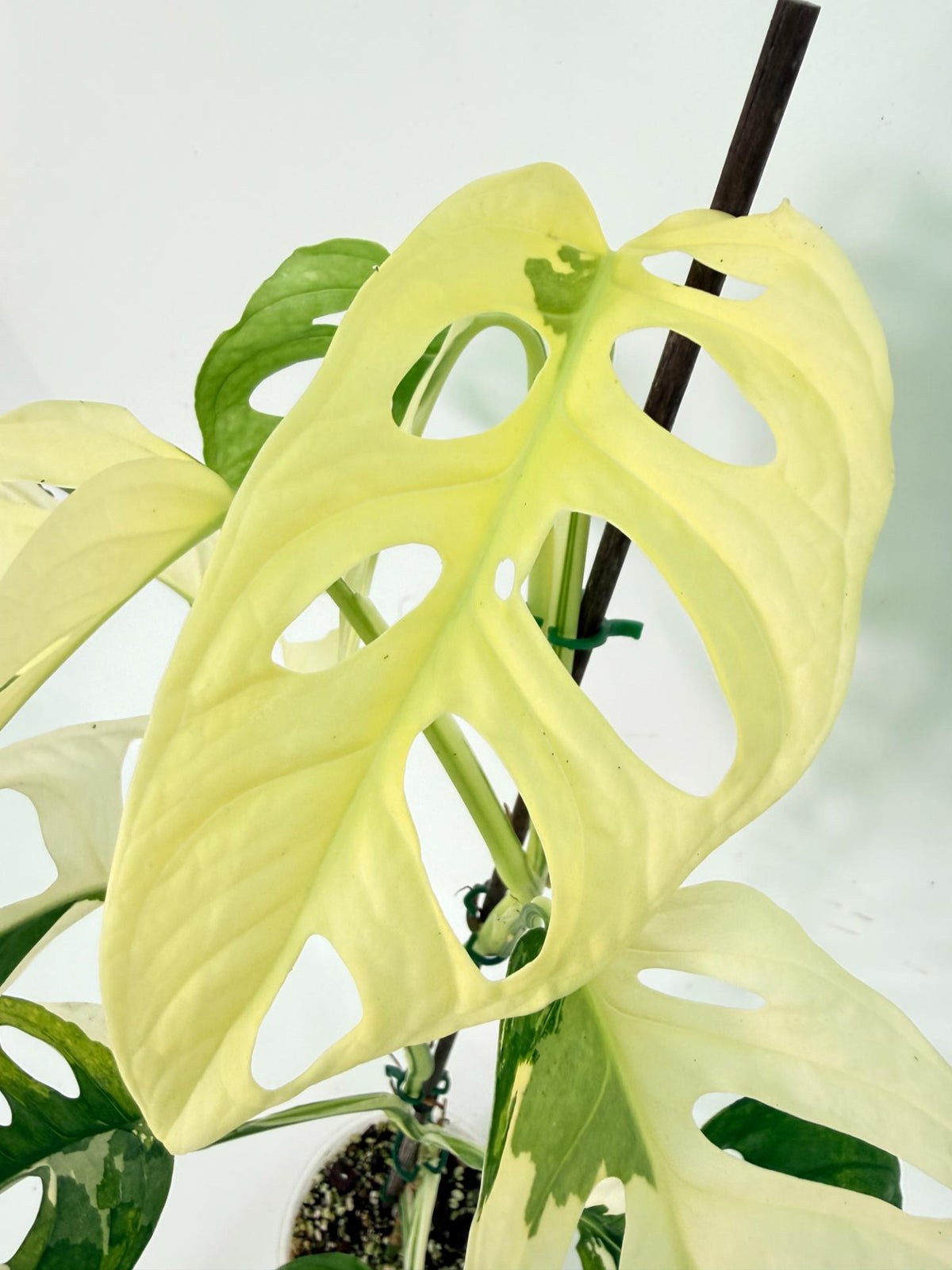 Monstera Adansonii Variegata 07
