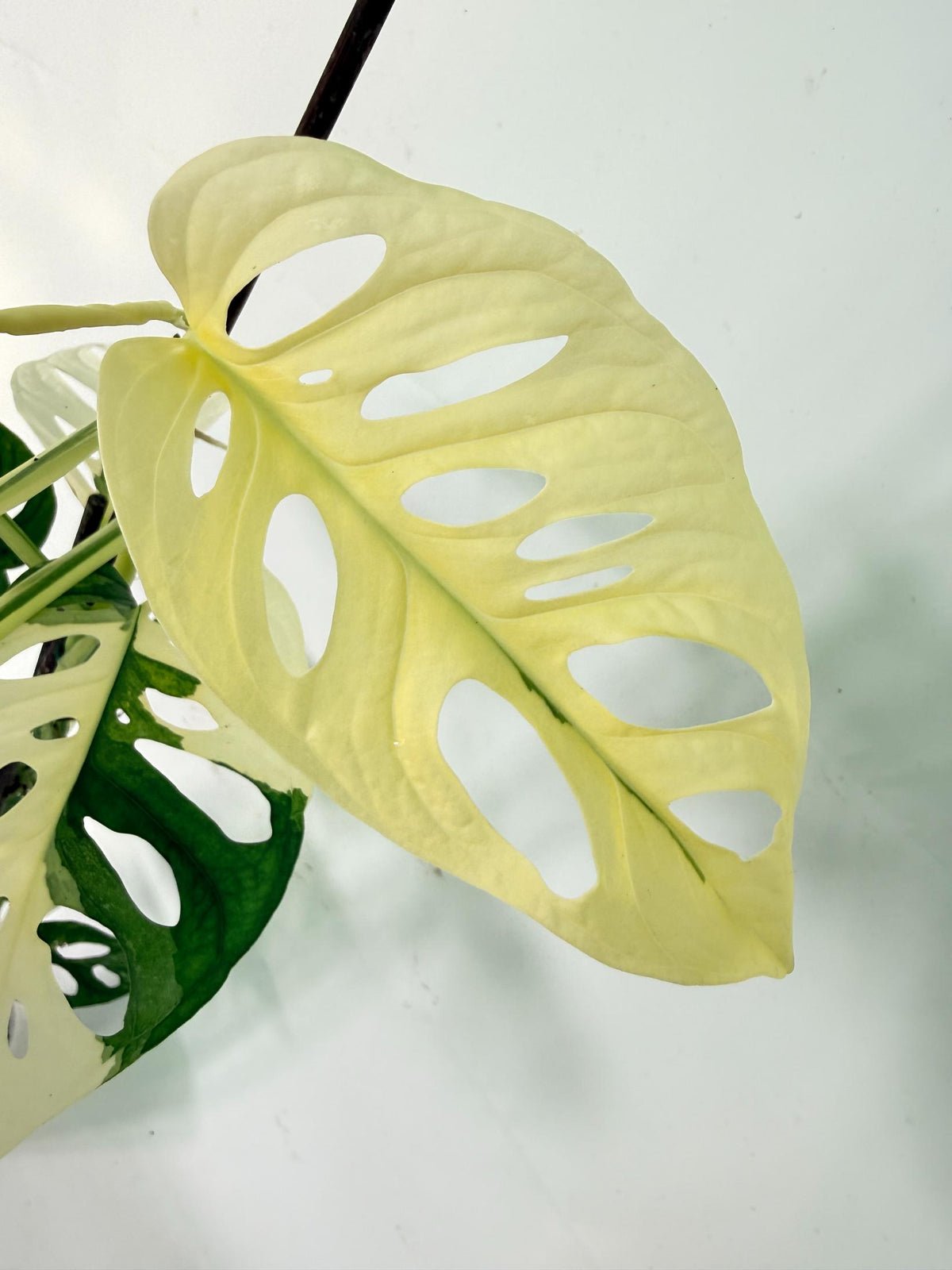 Monstera Adansonii Variegata 07