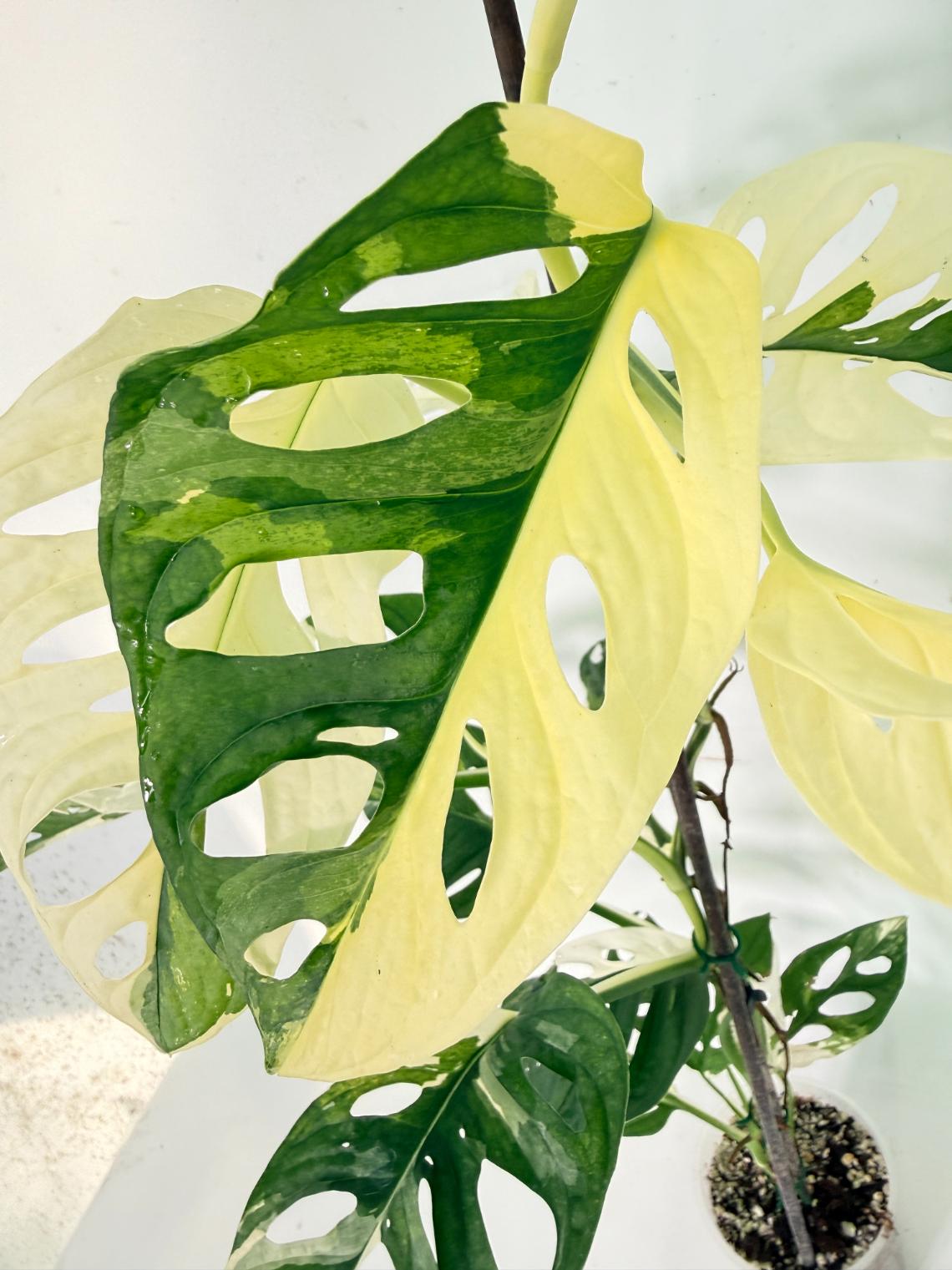 Monstera Adansonii Variegata 08