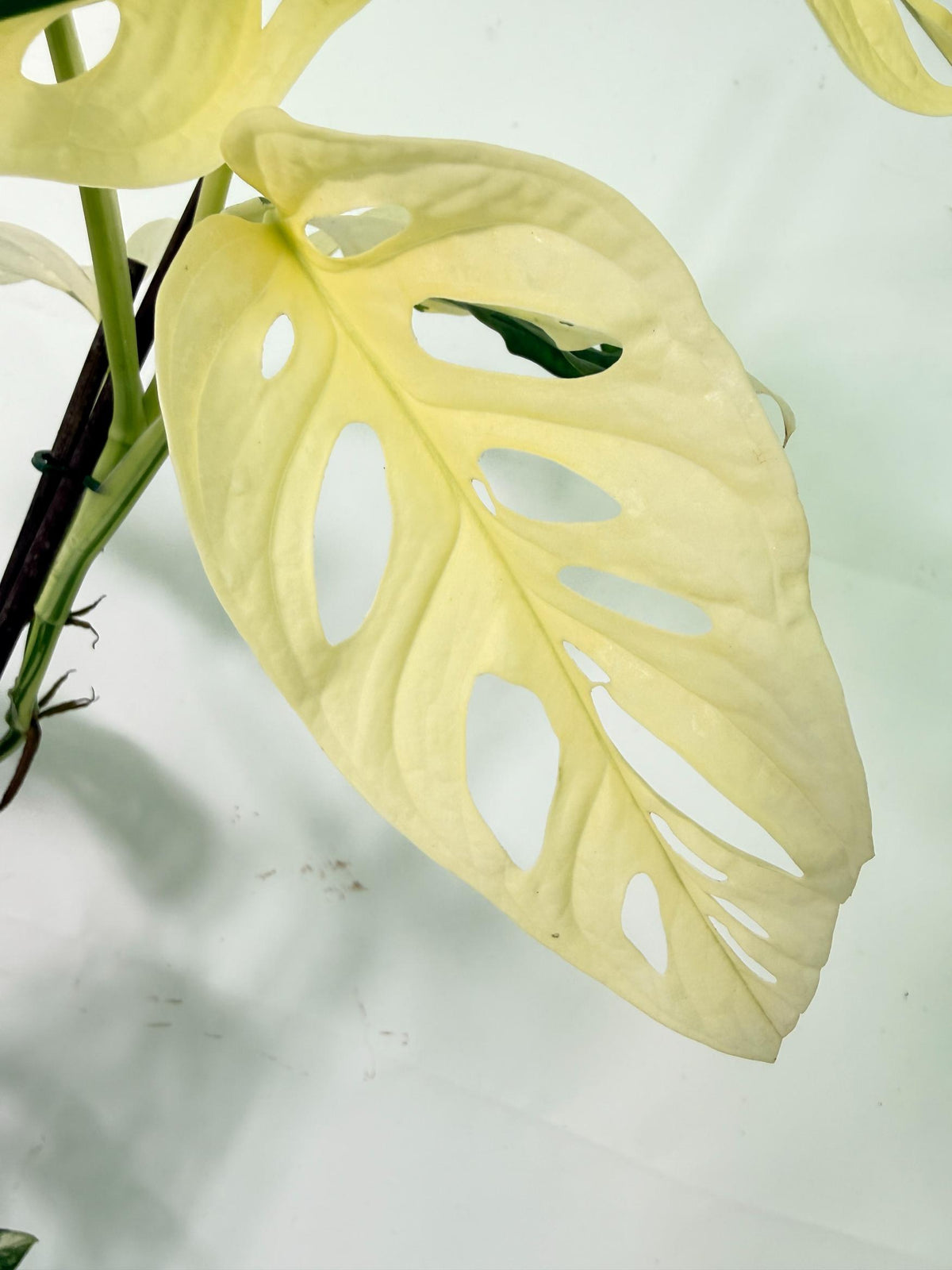 Monstera Adansonii Variegata 09