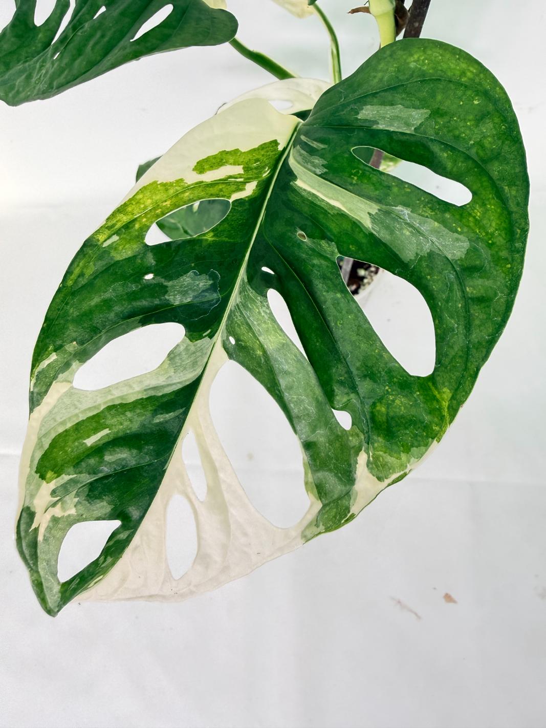 Monstera Adansonii Variegata 10