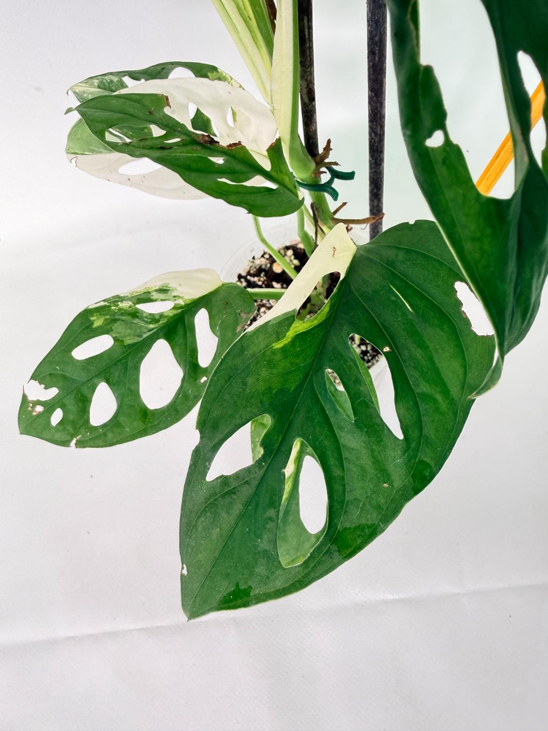 Monstera Adansonii Variegata 11