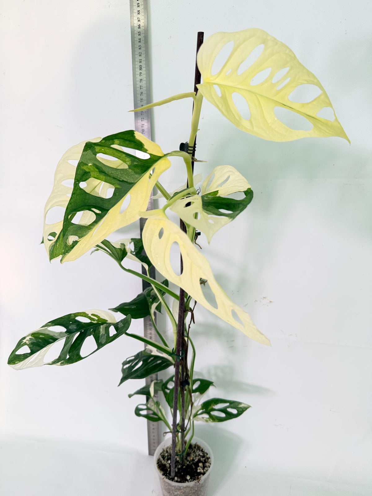 Monstera Adansonii Variegata 13