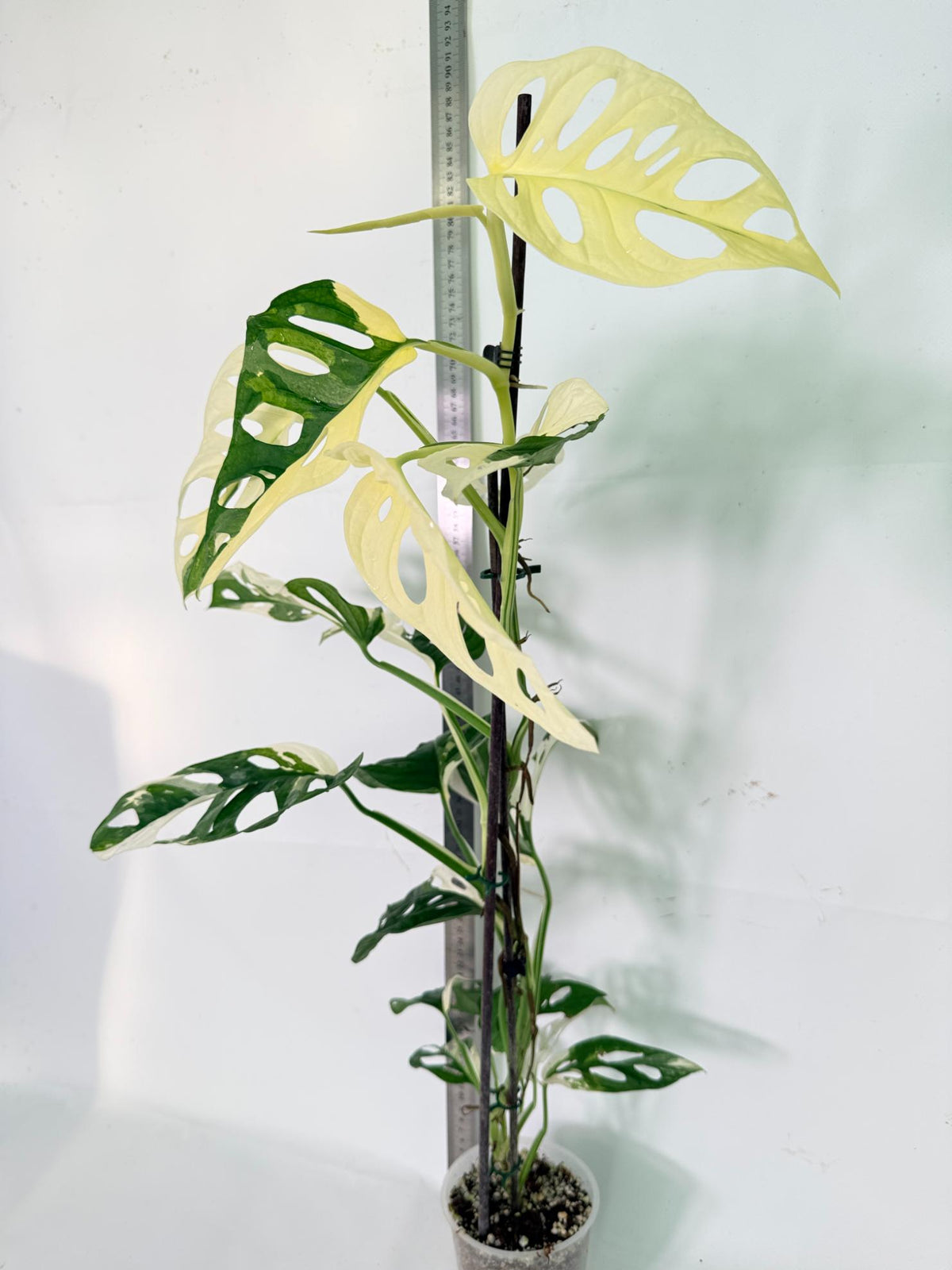 Monstera Adansonii Variegata 12