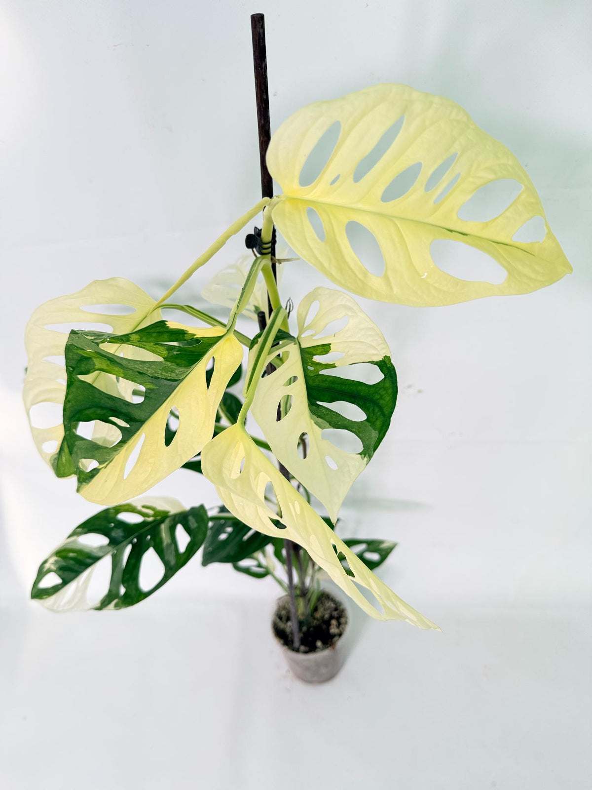 Monstera Adansonii Variegata 01