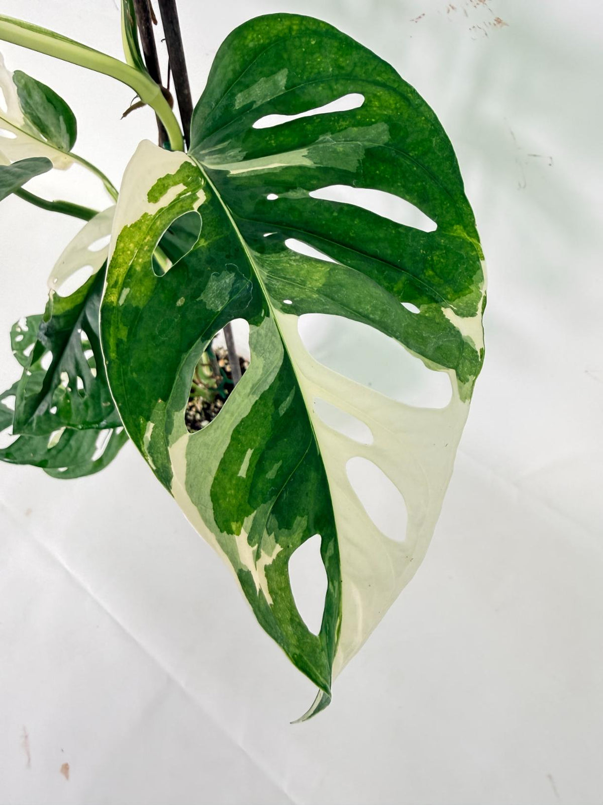 Monstera Adansonii Variegata 03