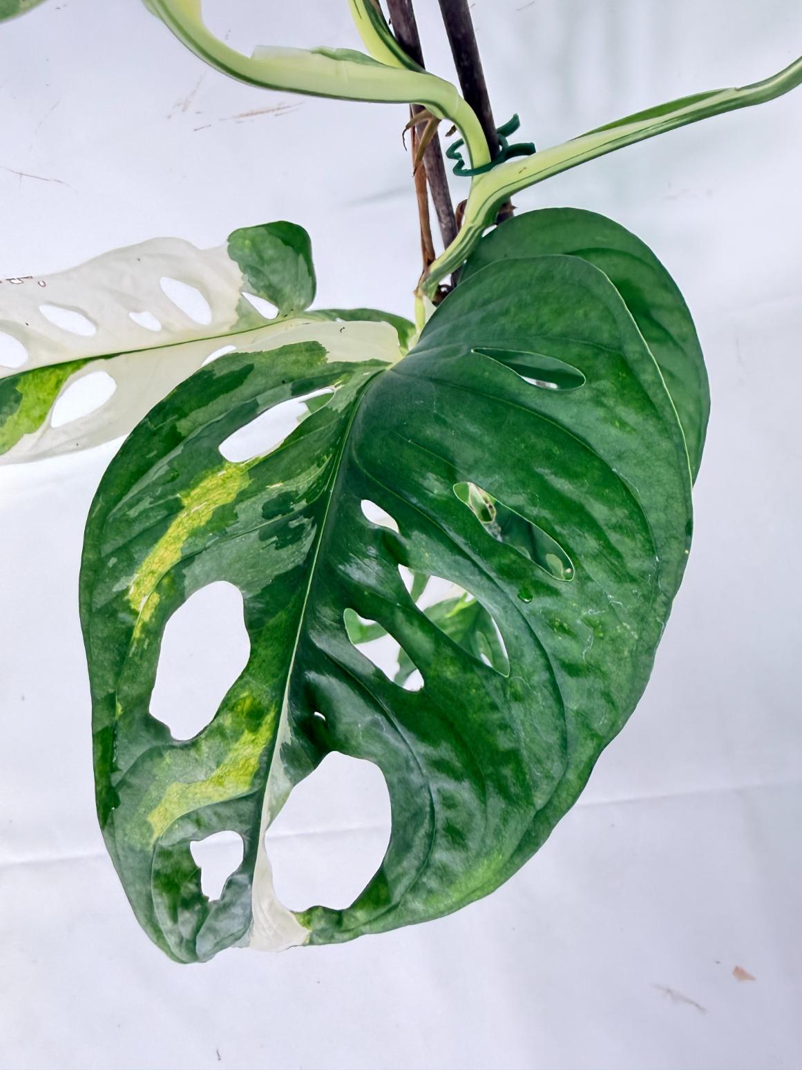 Monstera Adansonii Variegata 04