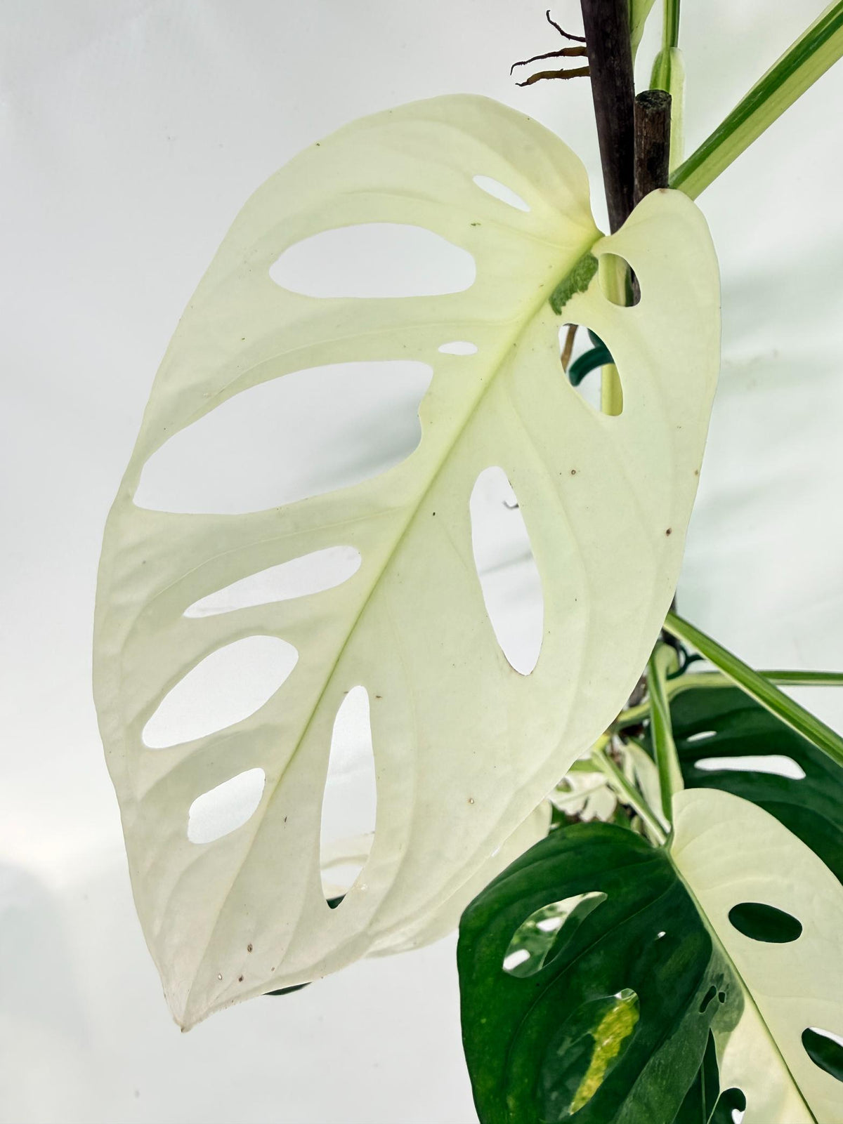 Monstera Adansonii Variegata 05