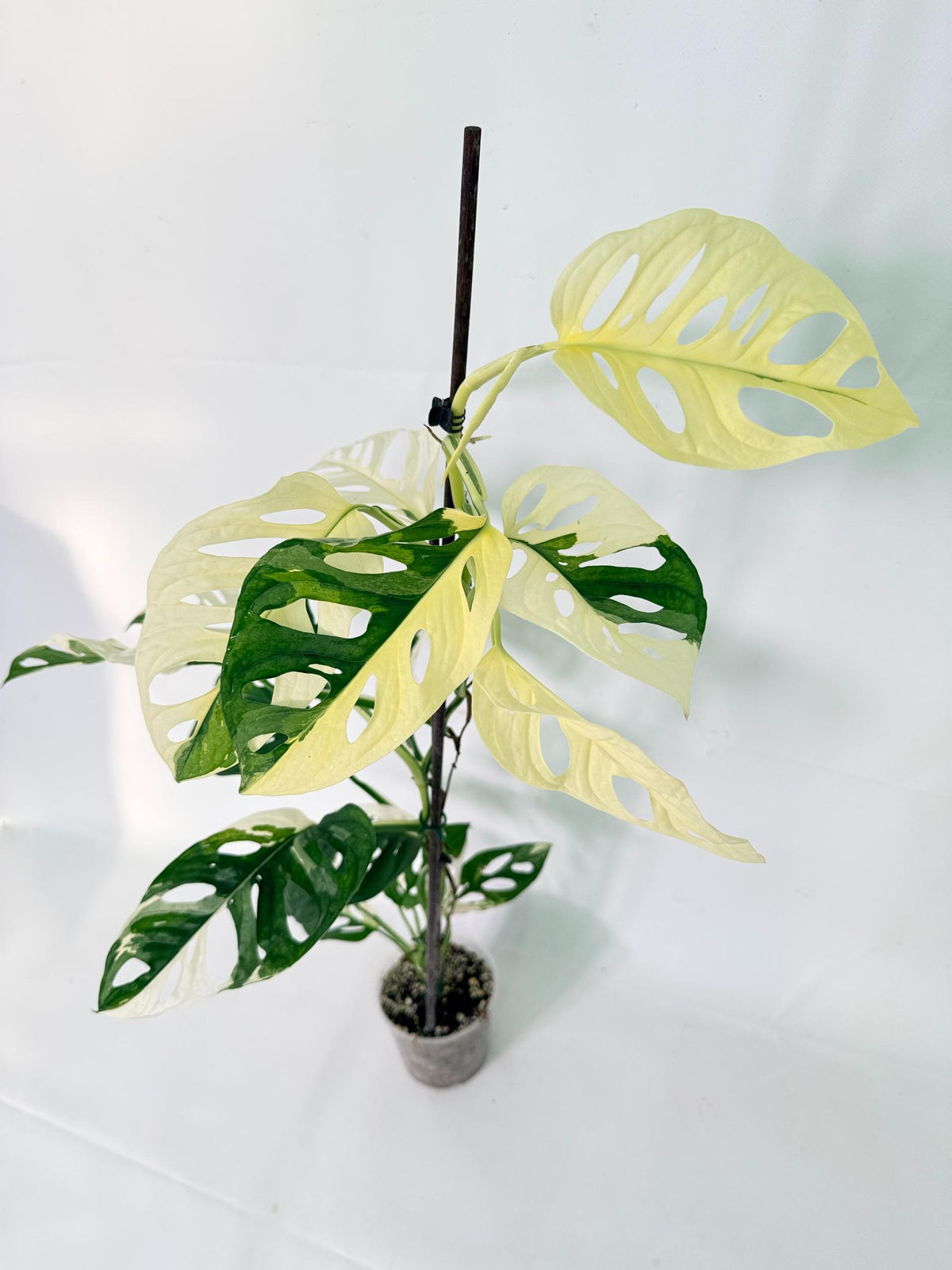 Monstera Adansonii Variegata 06