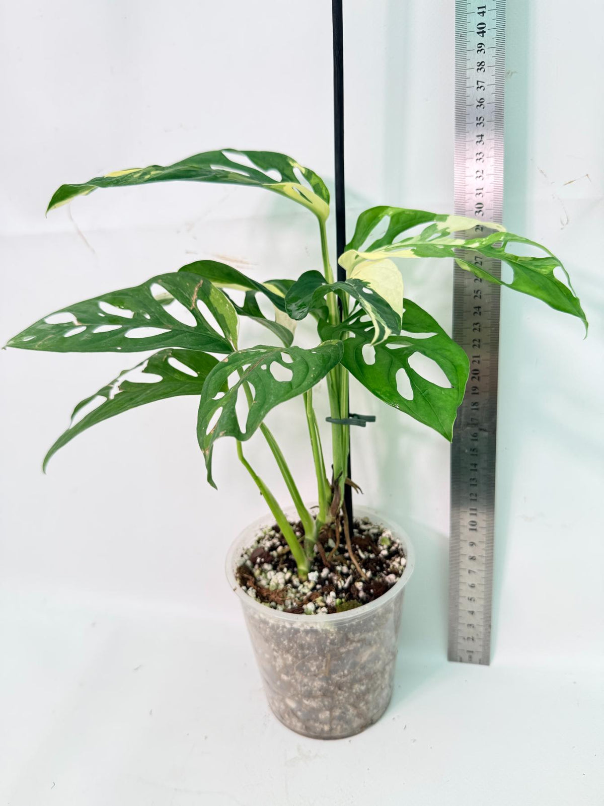 Monstera Adansonii Variegata 08