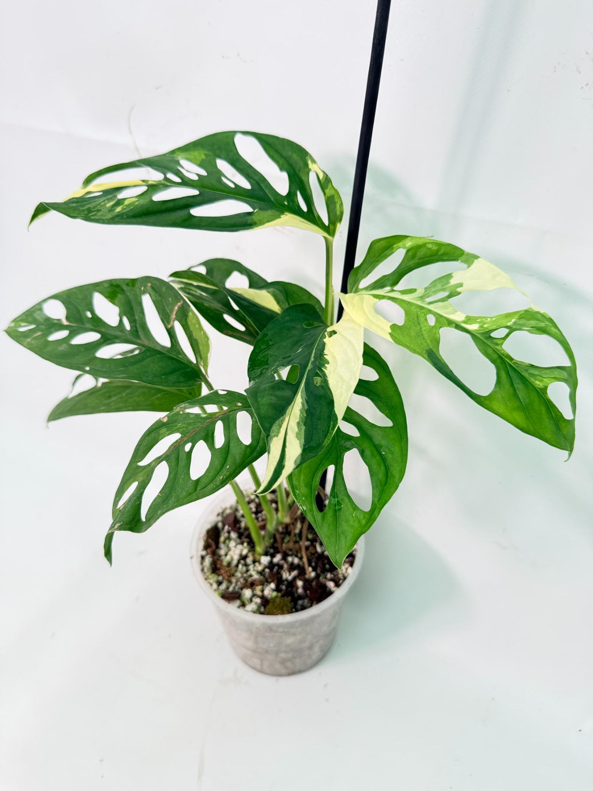 Monstera Adansonii Variegata 01