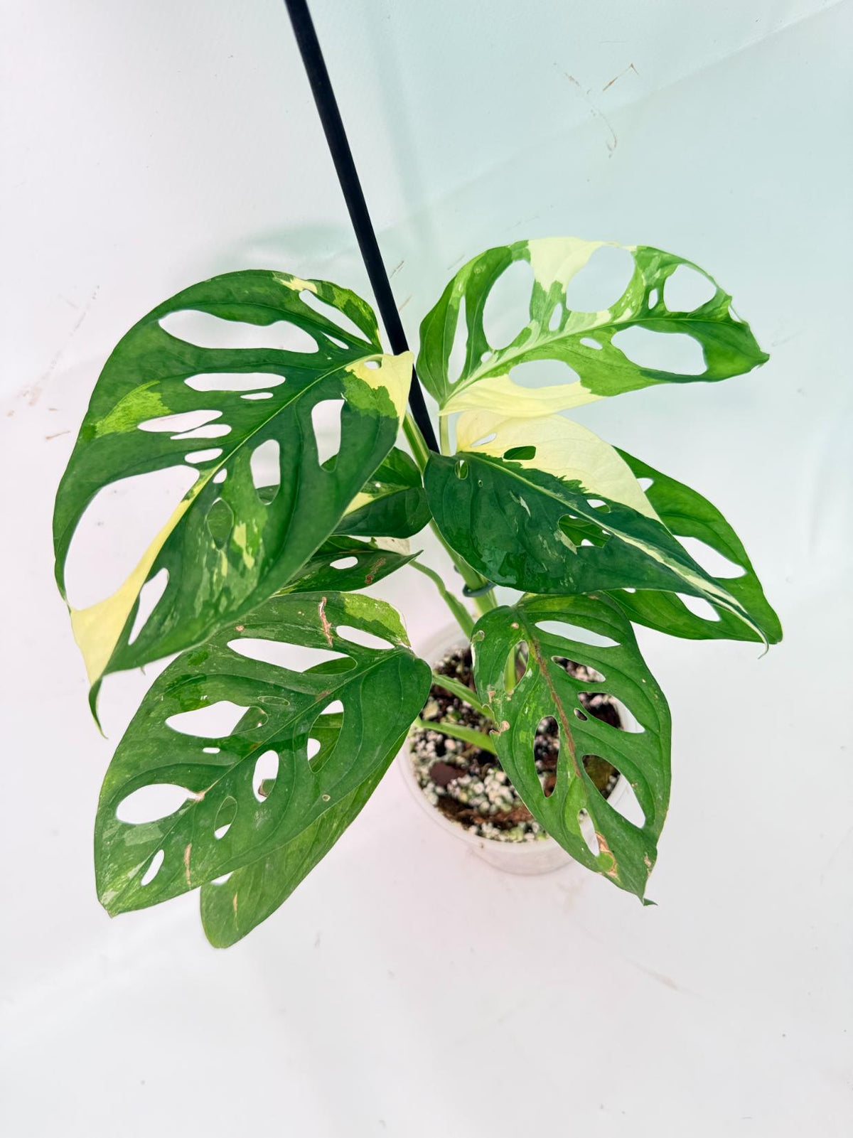 Monstera Adansonii Variegata 02