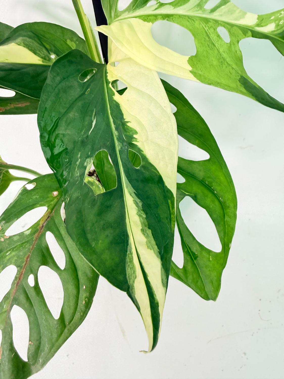Monstera Adansonii Variegata 03