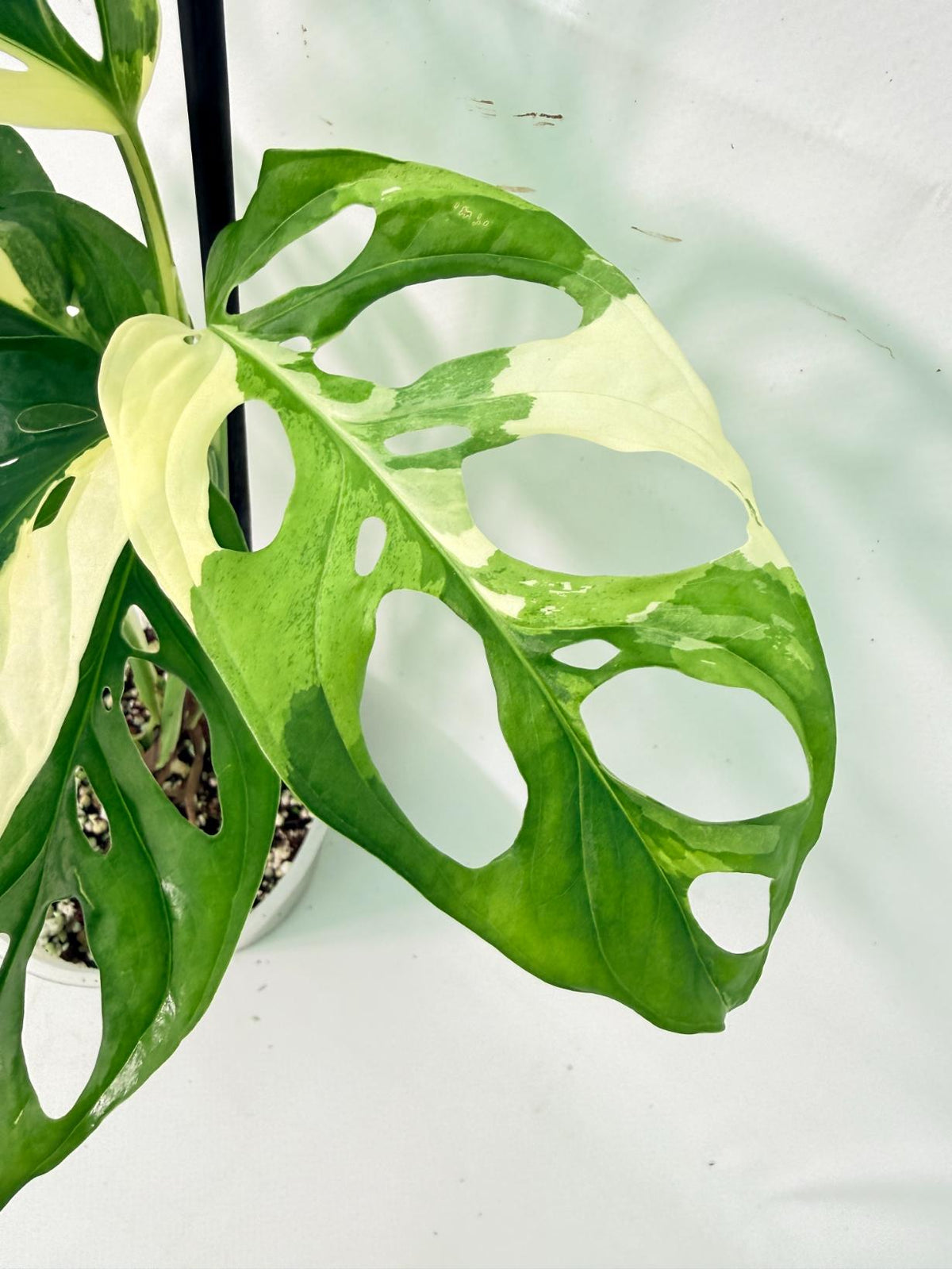 Monstera Adansonii Variegata 04