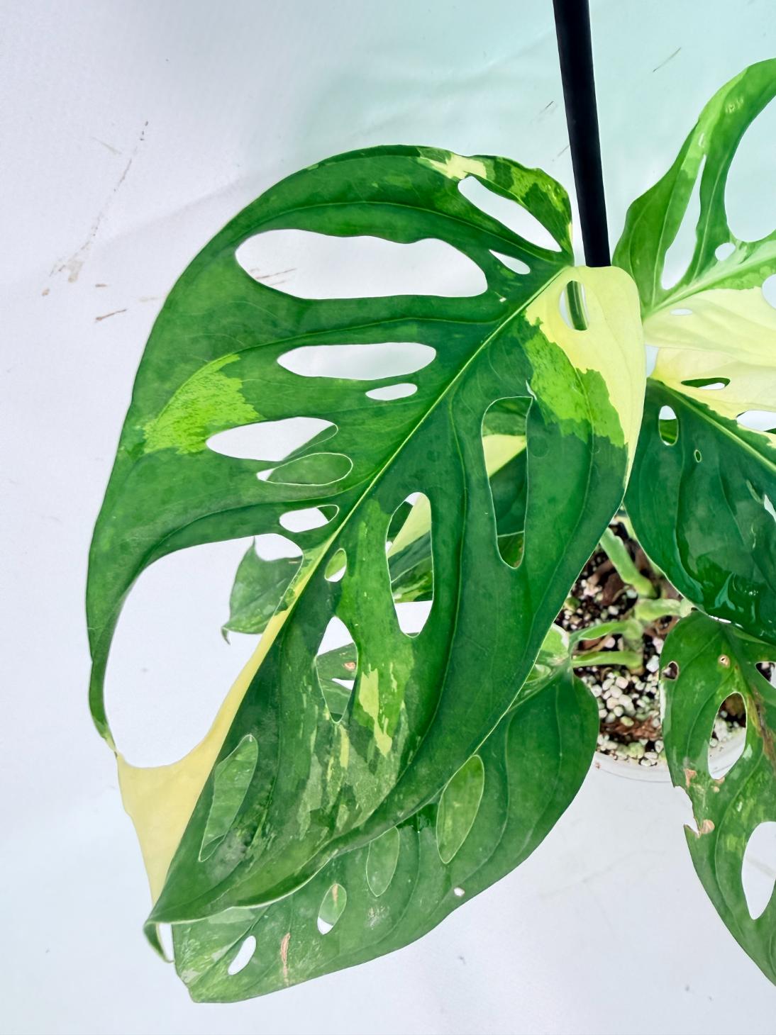 Monstera Adansonii Variegata 05