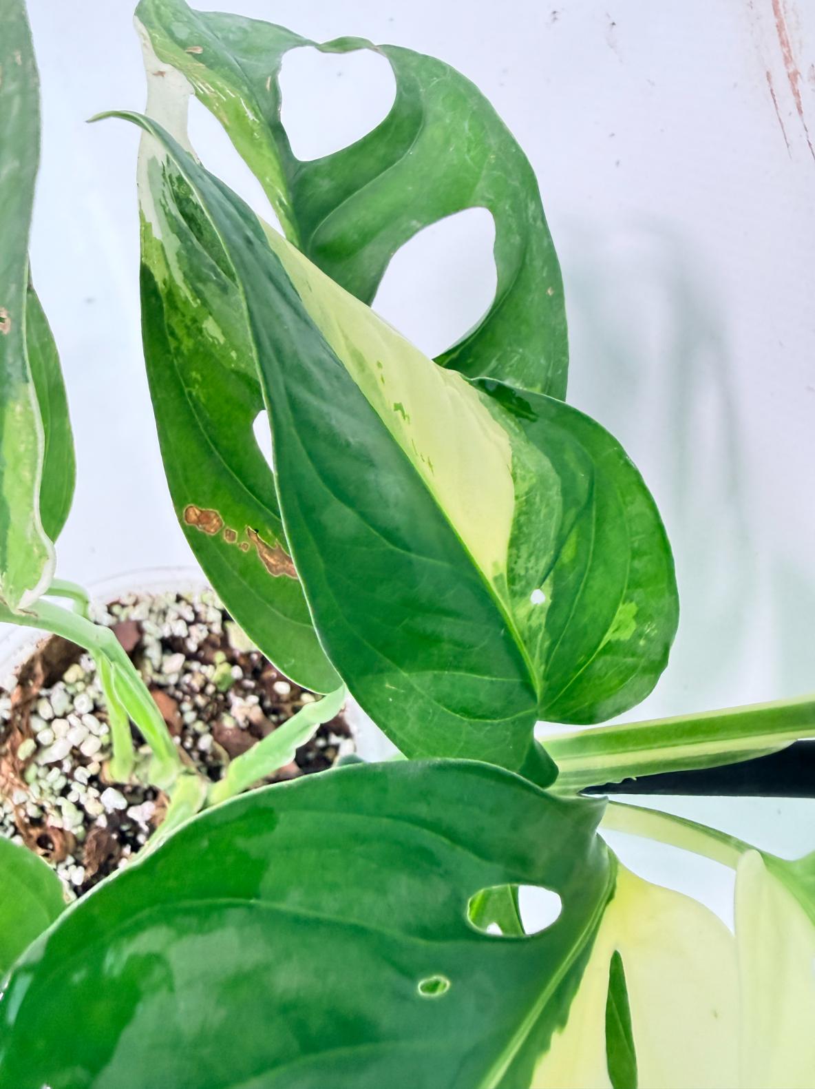 Monstera Adansonii Variegata 06