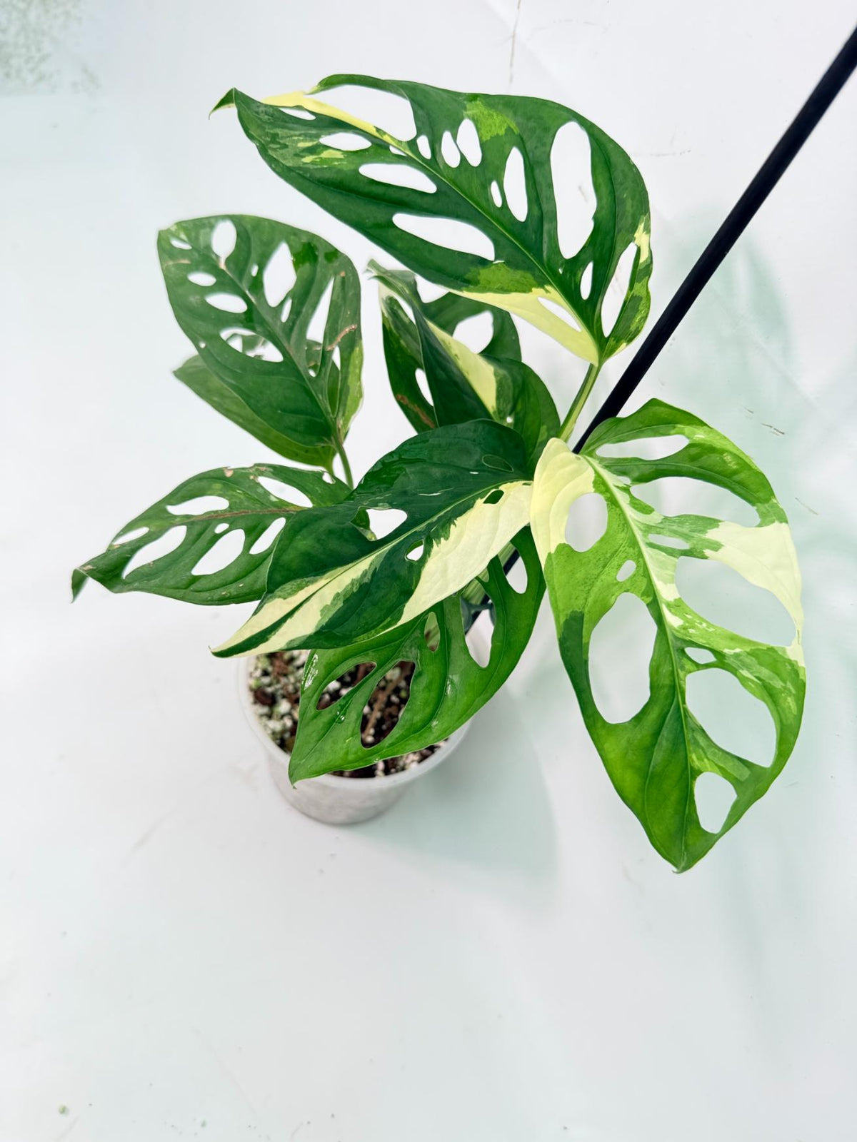 Monstera Adansonii Variegata 07