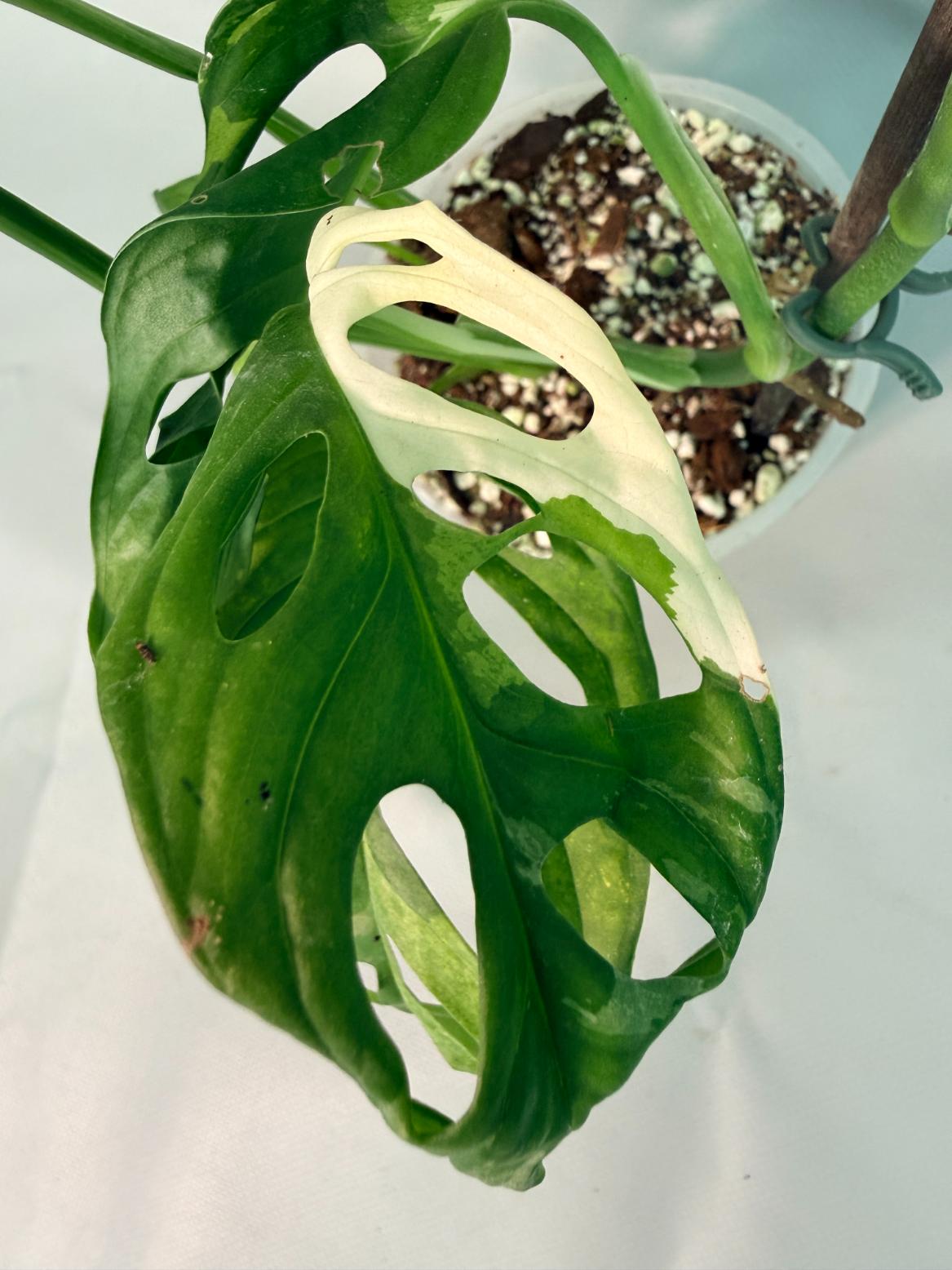 Monstera Adansonii Variegata XL 07