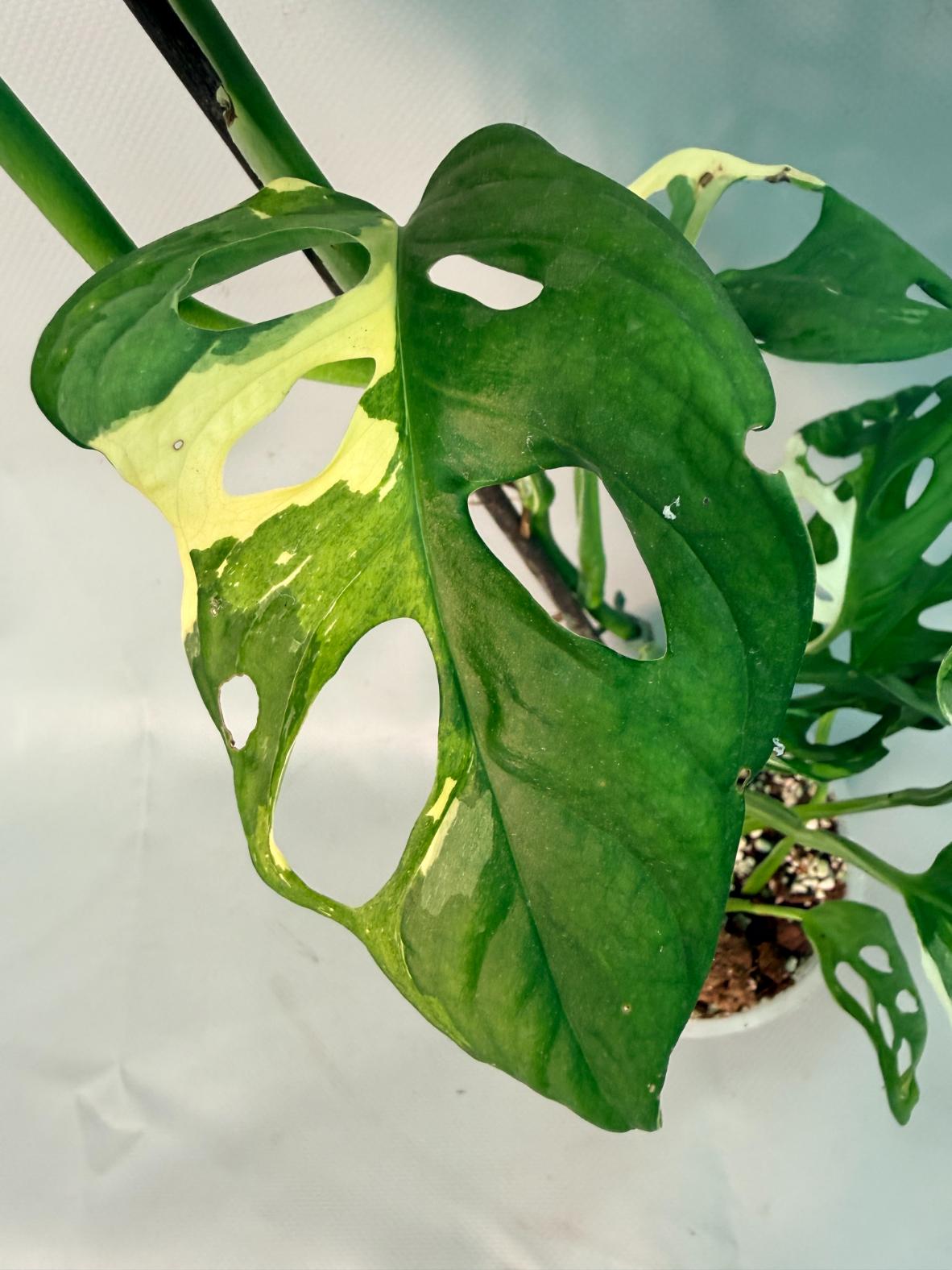Monstera Adansonii Variegata XL 08