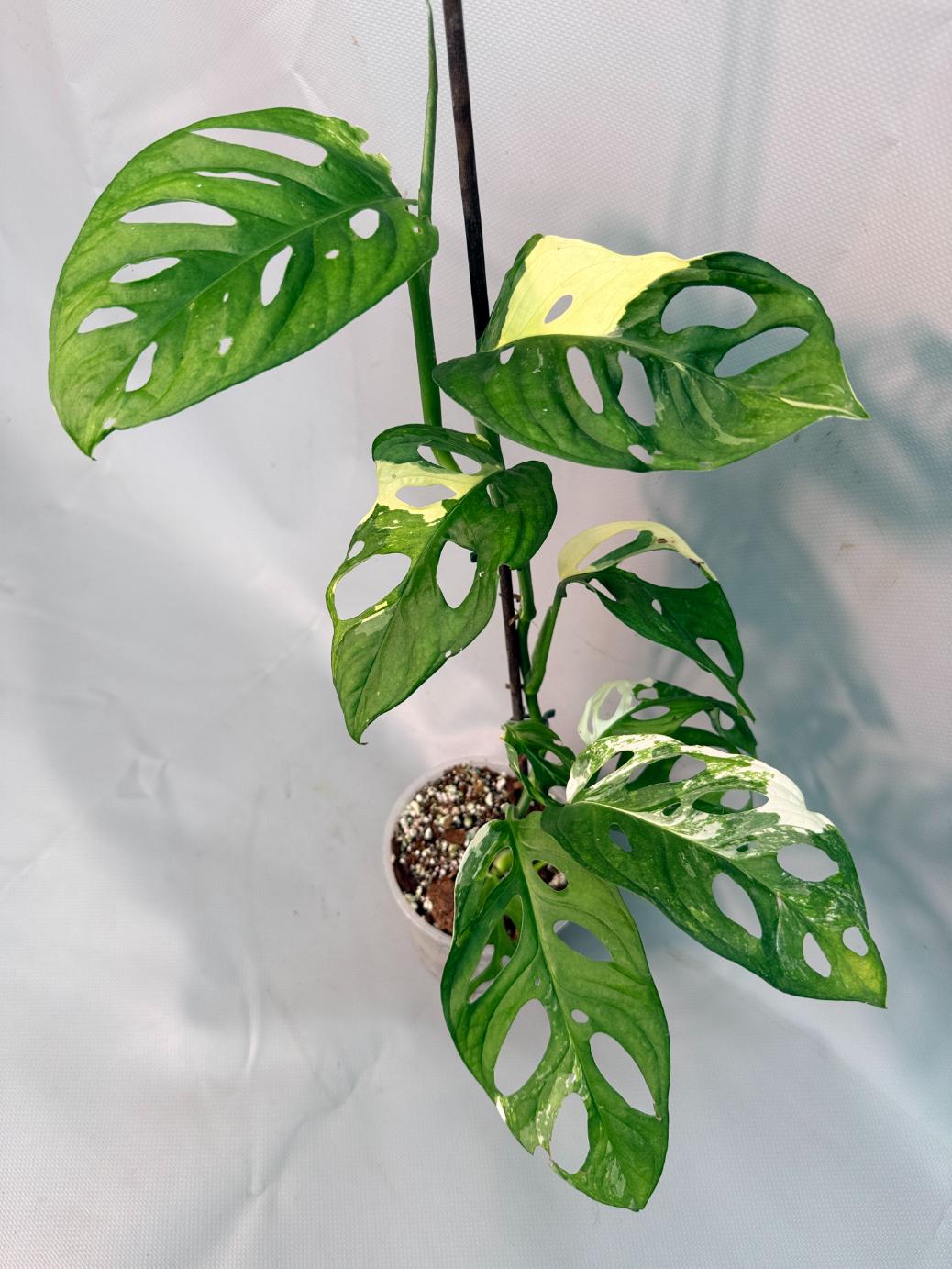 Monstera Adansonii Variegata XL 09