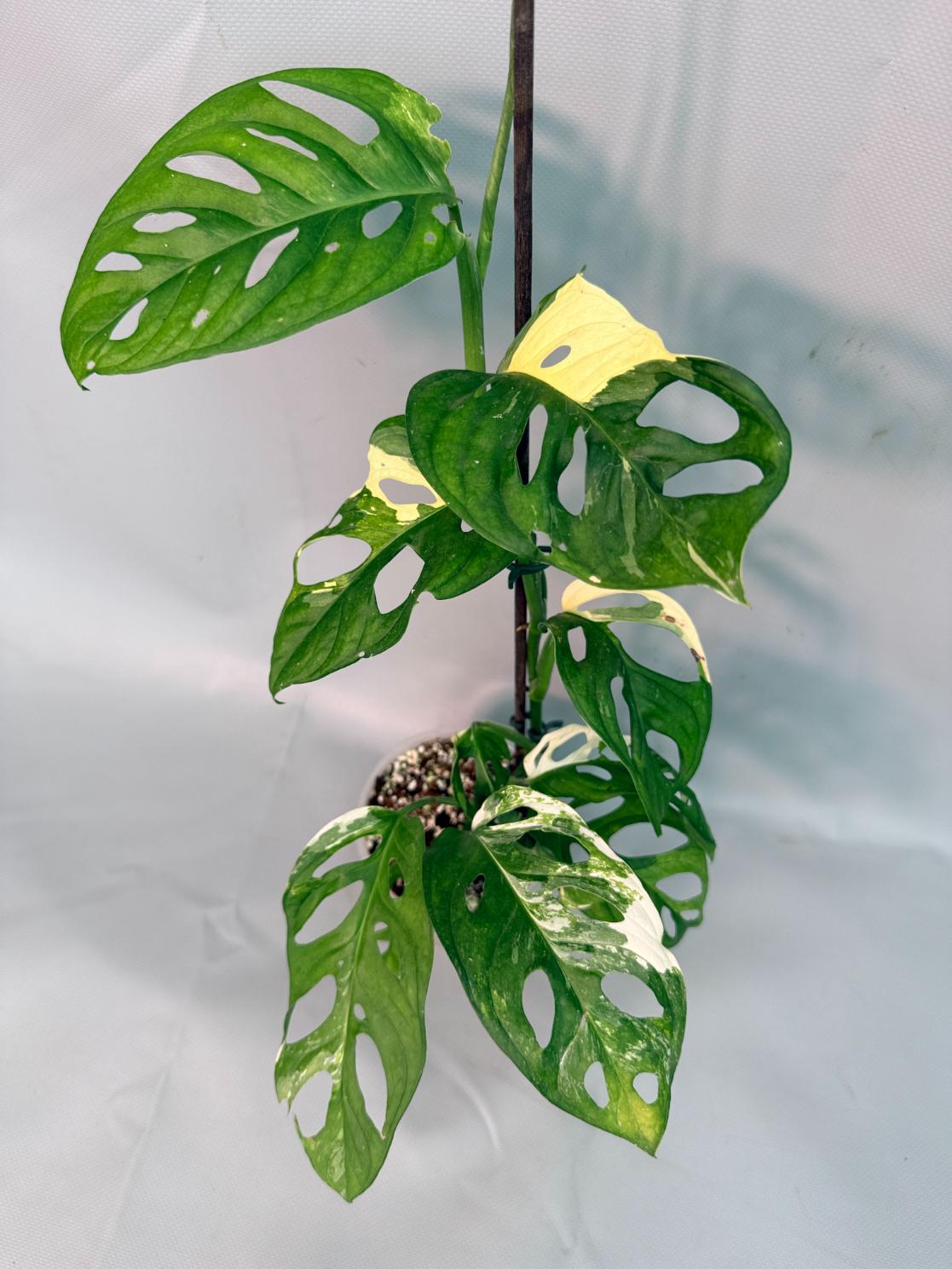 Monstera Adansonii Variegata XL 01