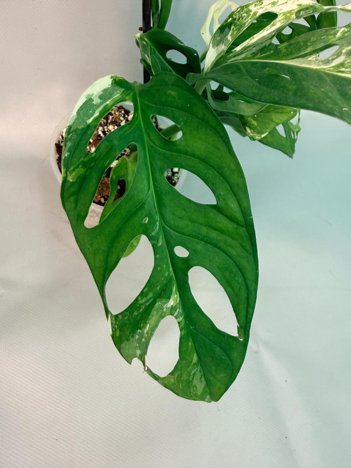 Monstera Adansonii Variegata XL 02