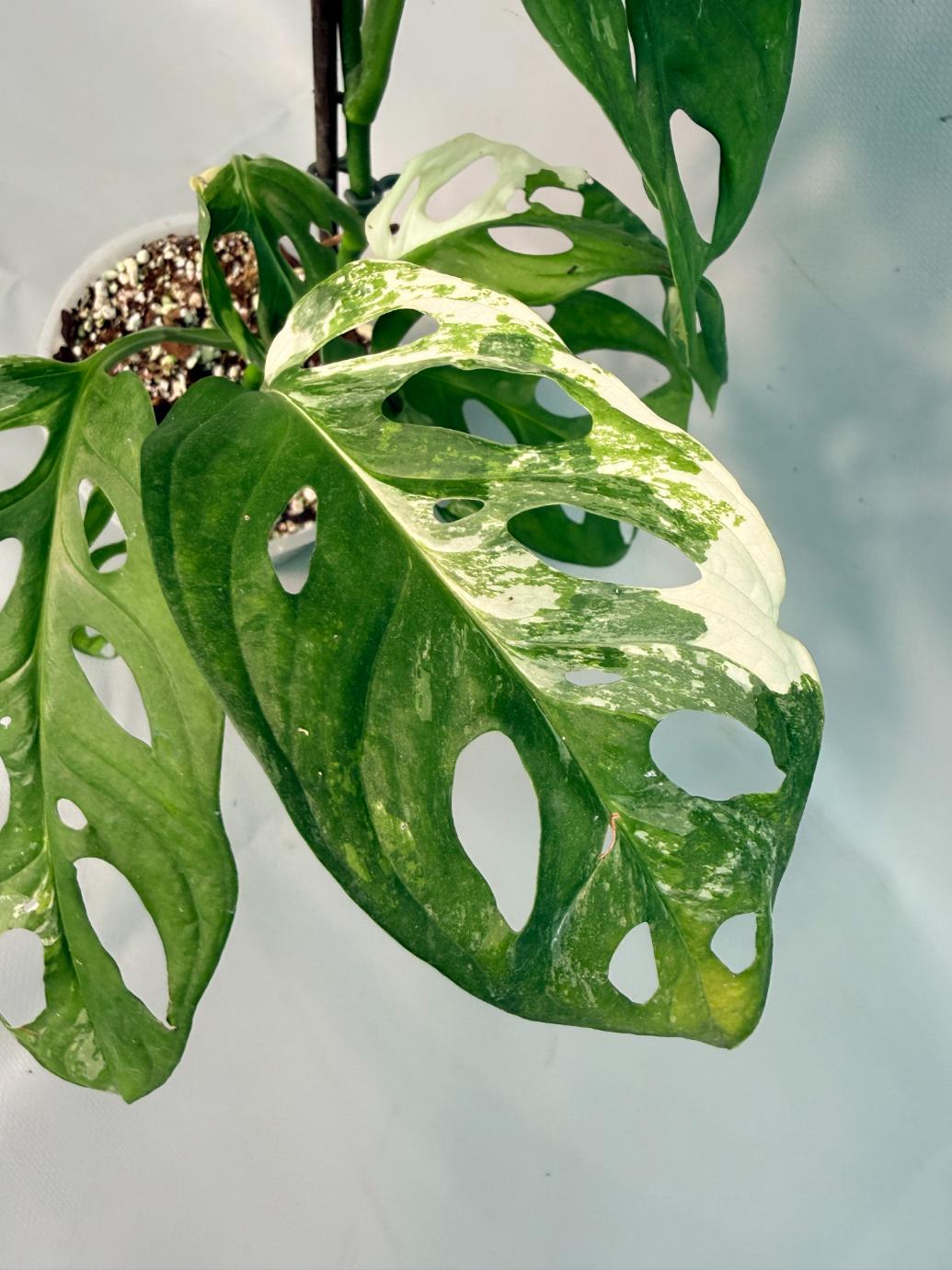 Monstera Adansonii Variegata XL 03