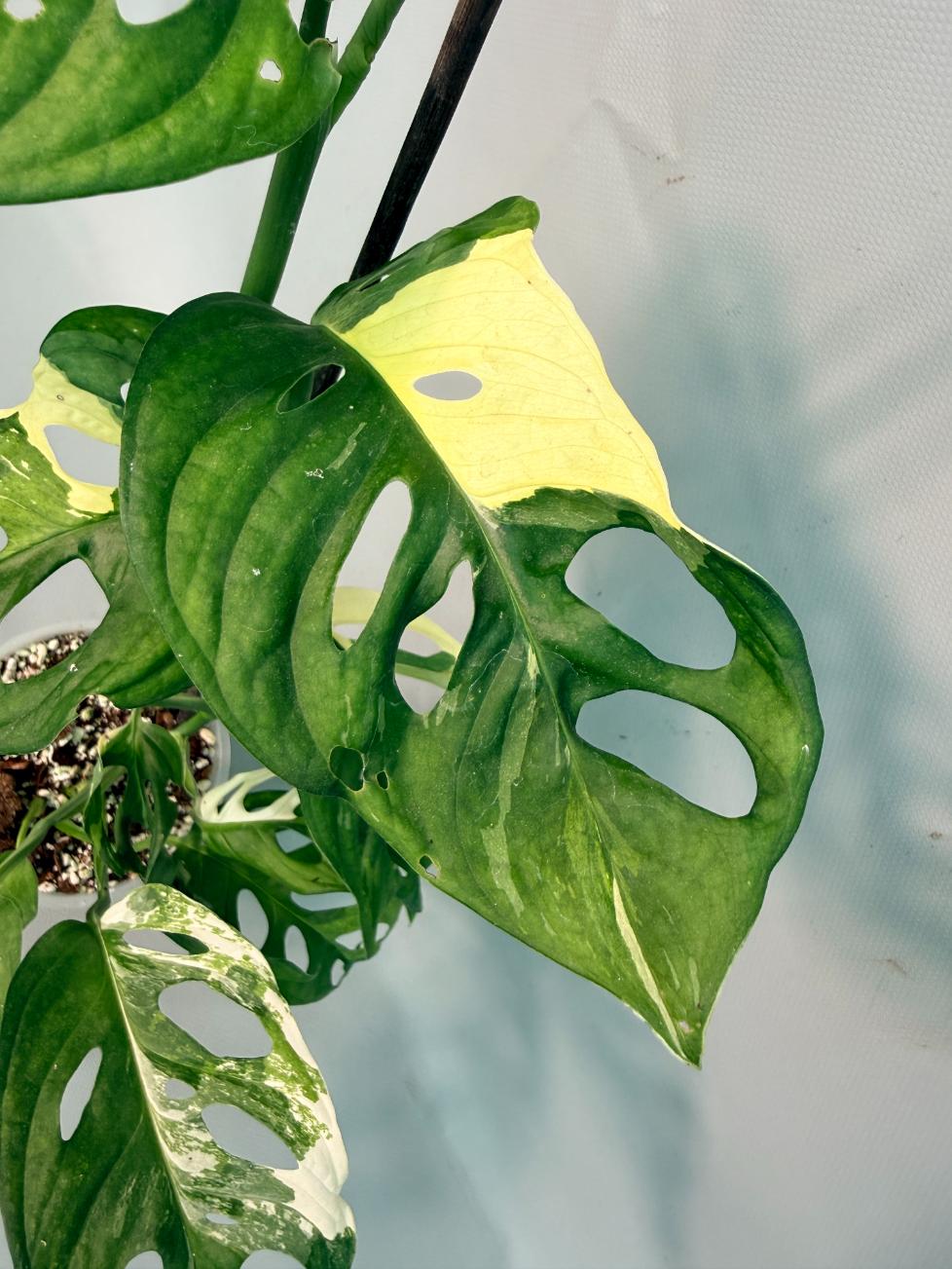 Monstera Adansonii Variegata XL 04