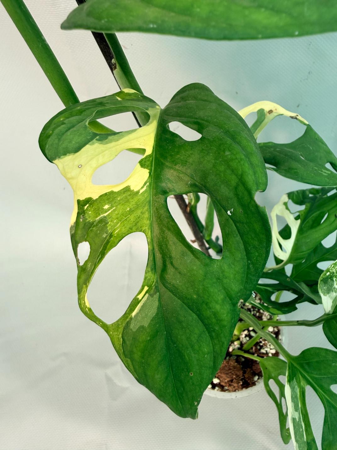 Monstera Adansonii Variegata XL 05
