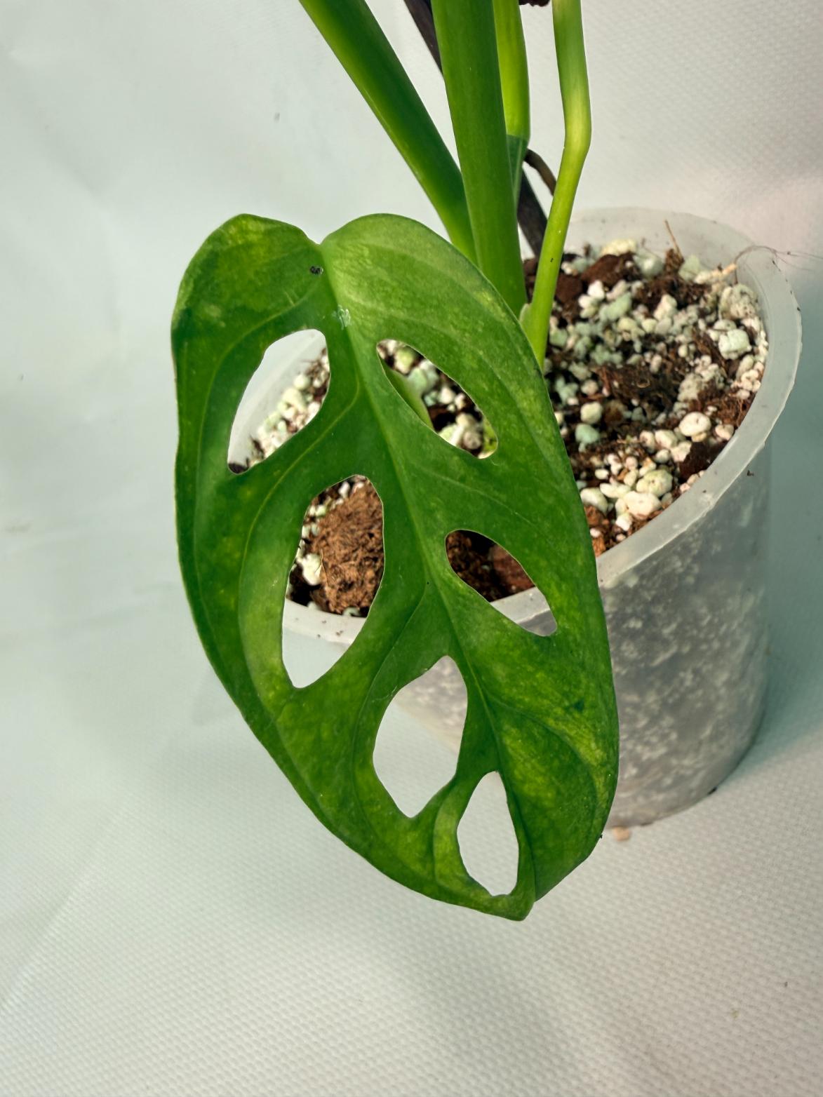 Monstera Adansonii Variegata XL 06