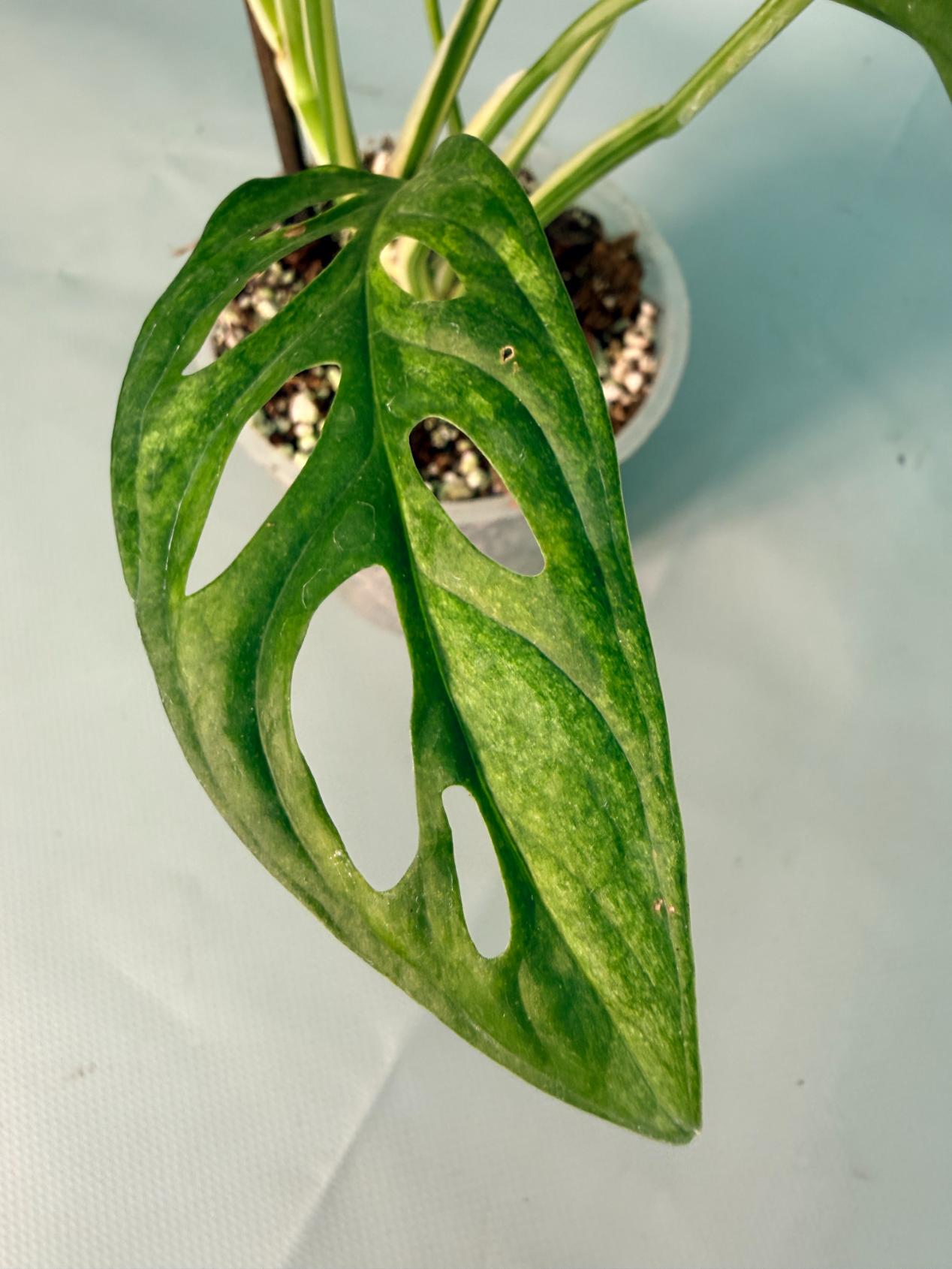 Monstera Adansonii Variegata XL 08