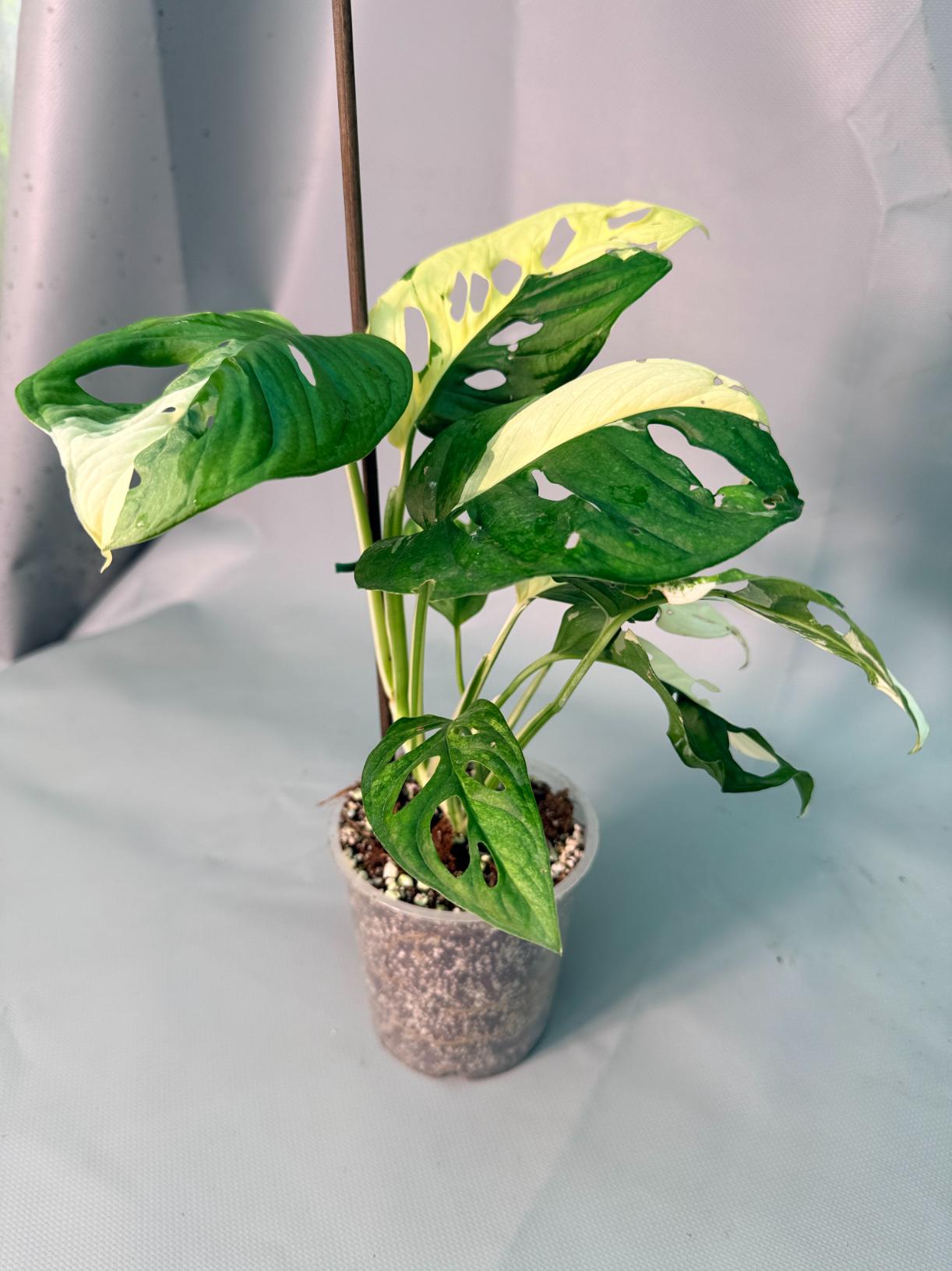 Monstera Adansonii Variegata XL 9