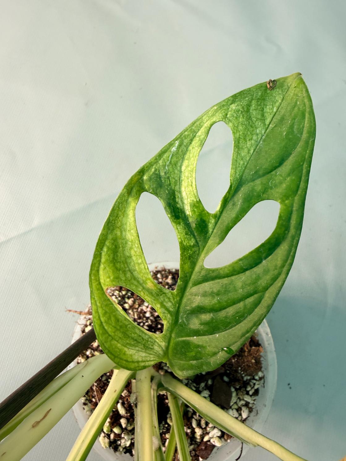 Monstera Adansonii Variegata XL 10
