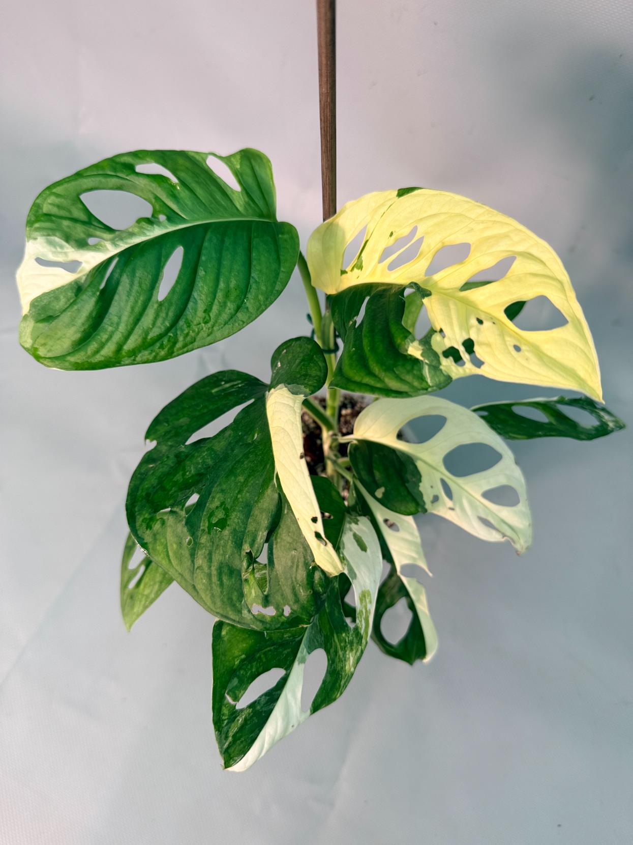 Monstera Adansonii Variegata XL 11