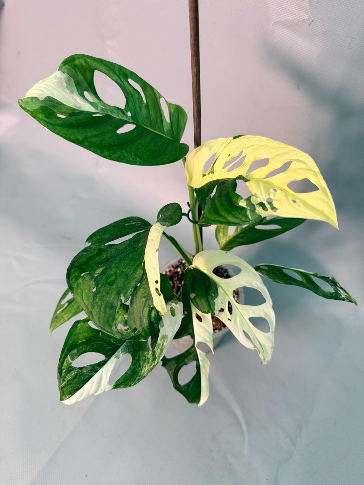 Monstera Adansonii Variegata XL 01