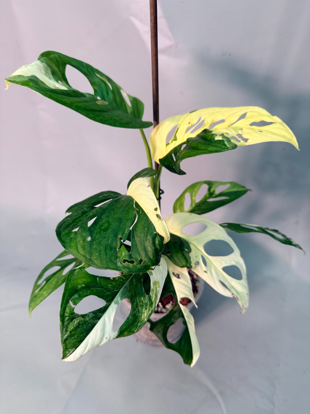 Monstera Adansonii Variegata XL 02