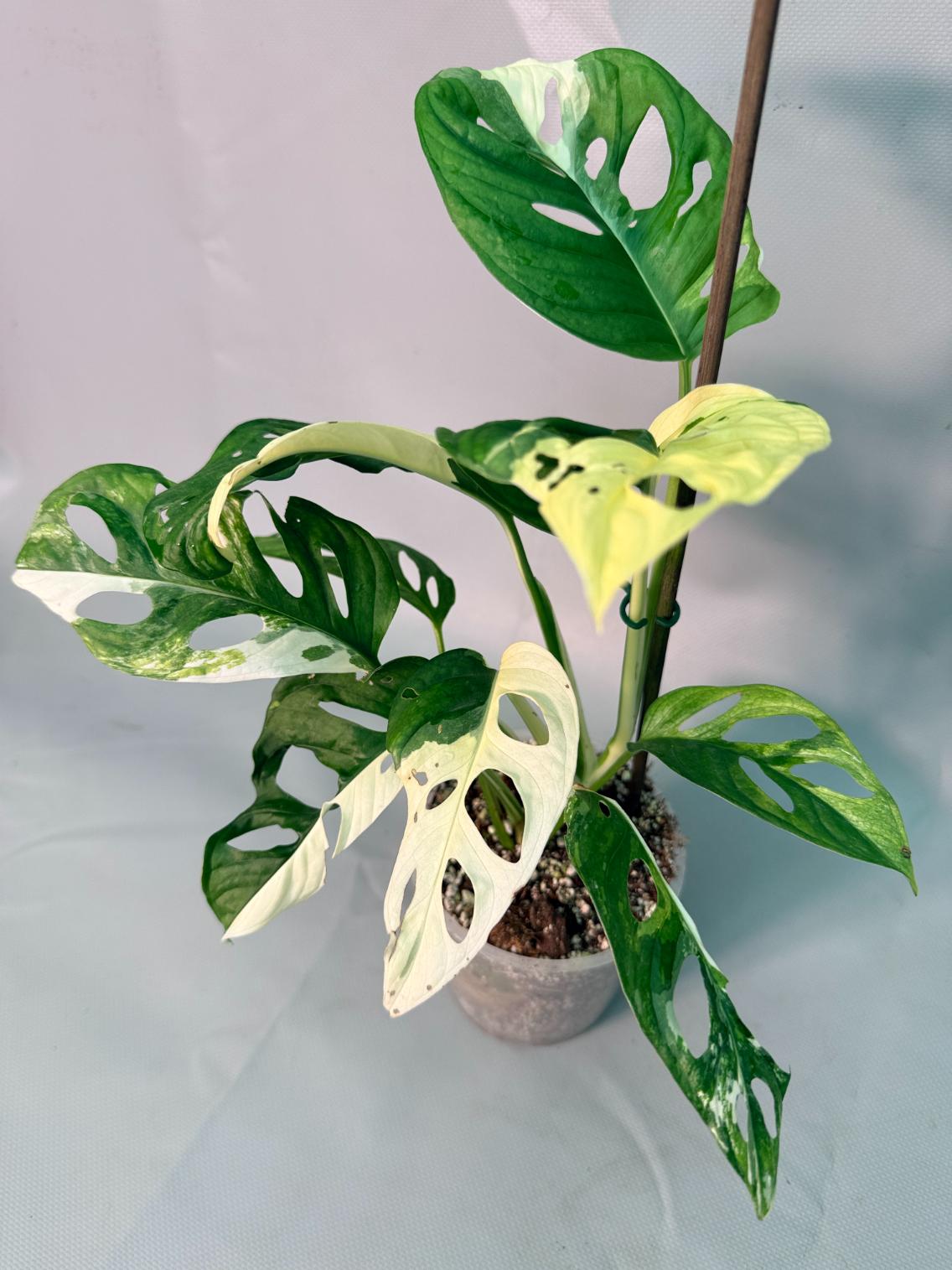 Monstera Adansonii Variegata XL 03