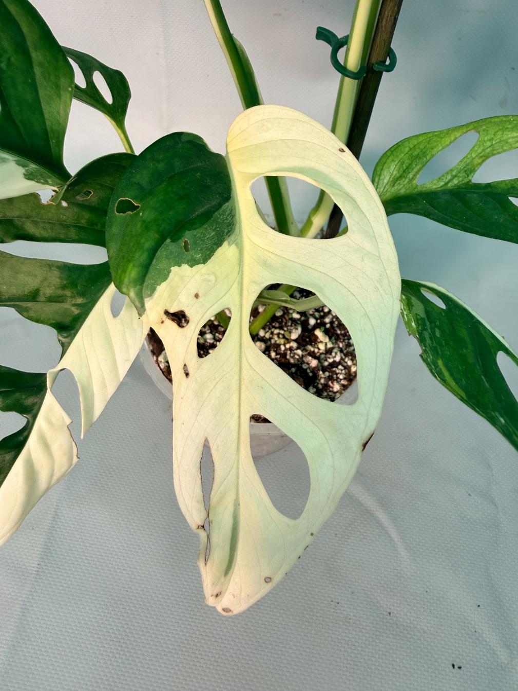 Monstera Adansonii Variegata XL 04