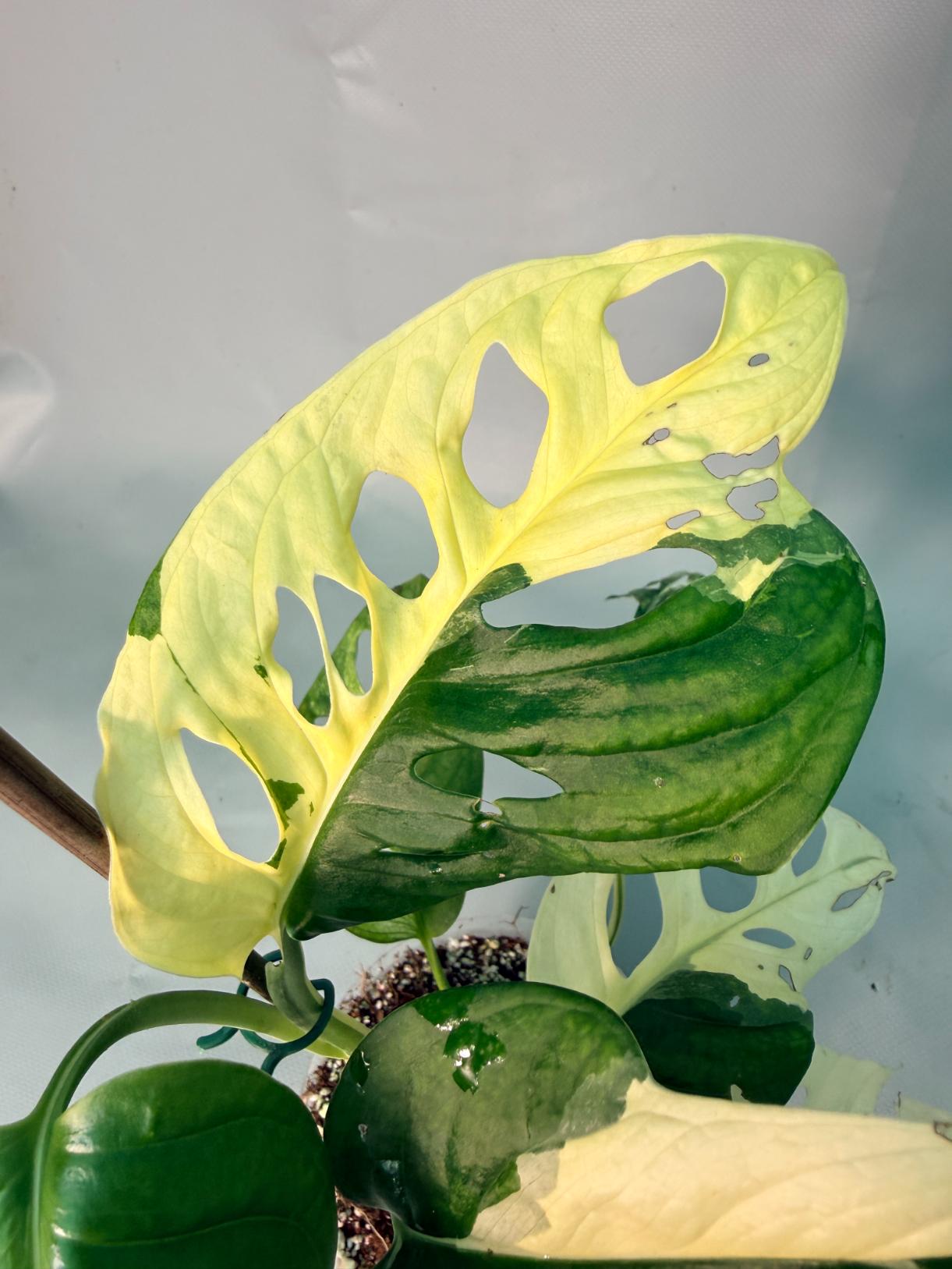 Monstera Adansonii Variegata XL 05