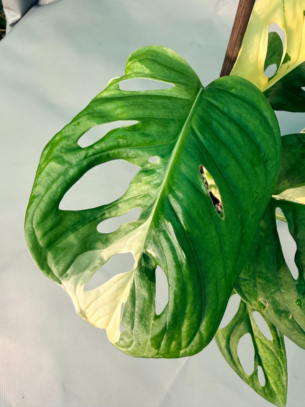 Monstera Adansonii Variegata XL 06
