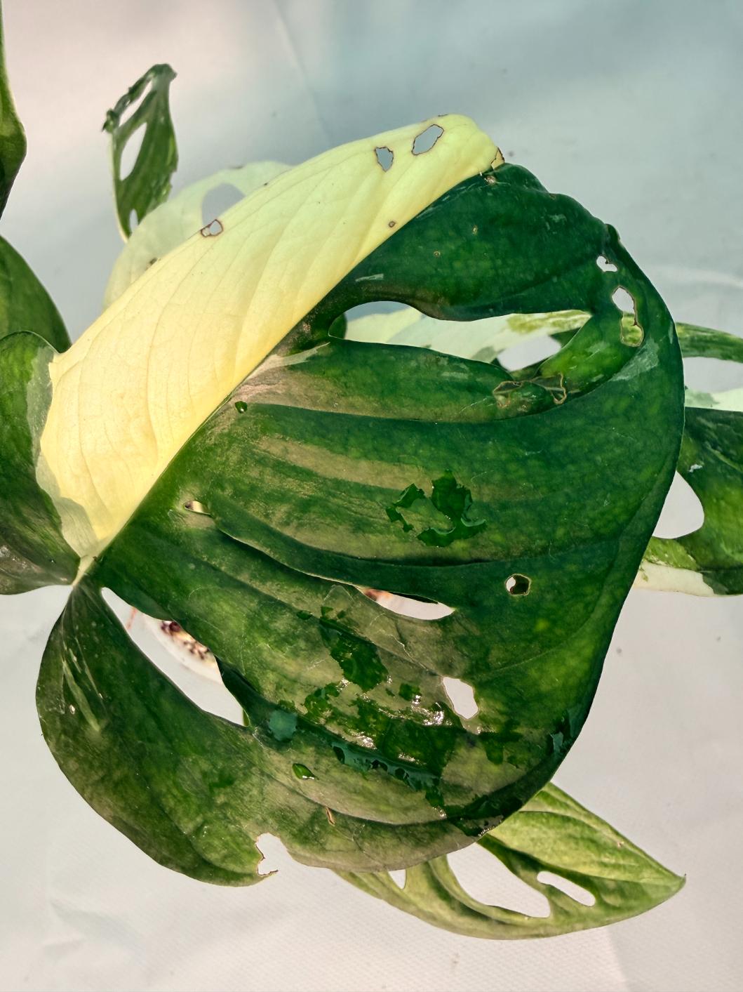 Monstera Adansonii Variegata XL 07