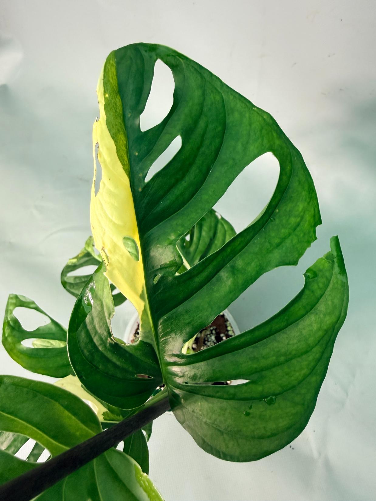 Monstera Adansonii Variegata XL 07