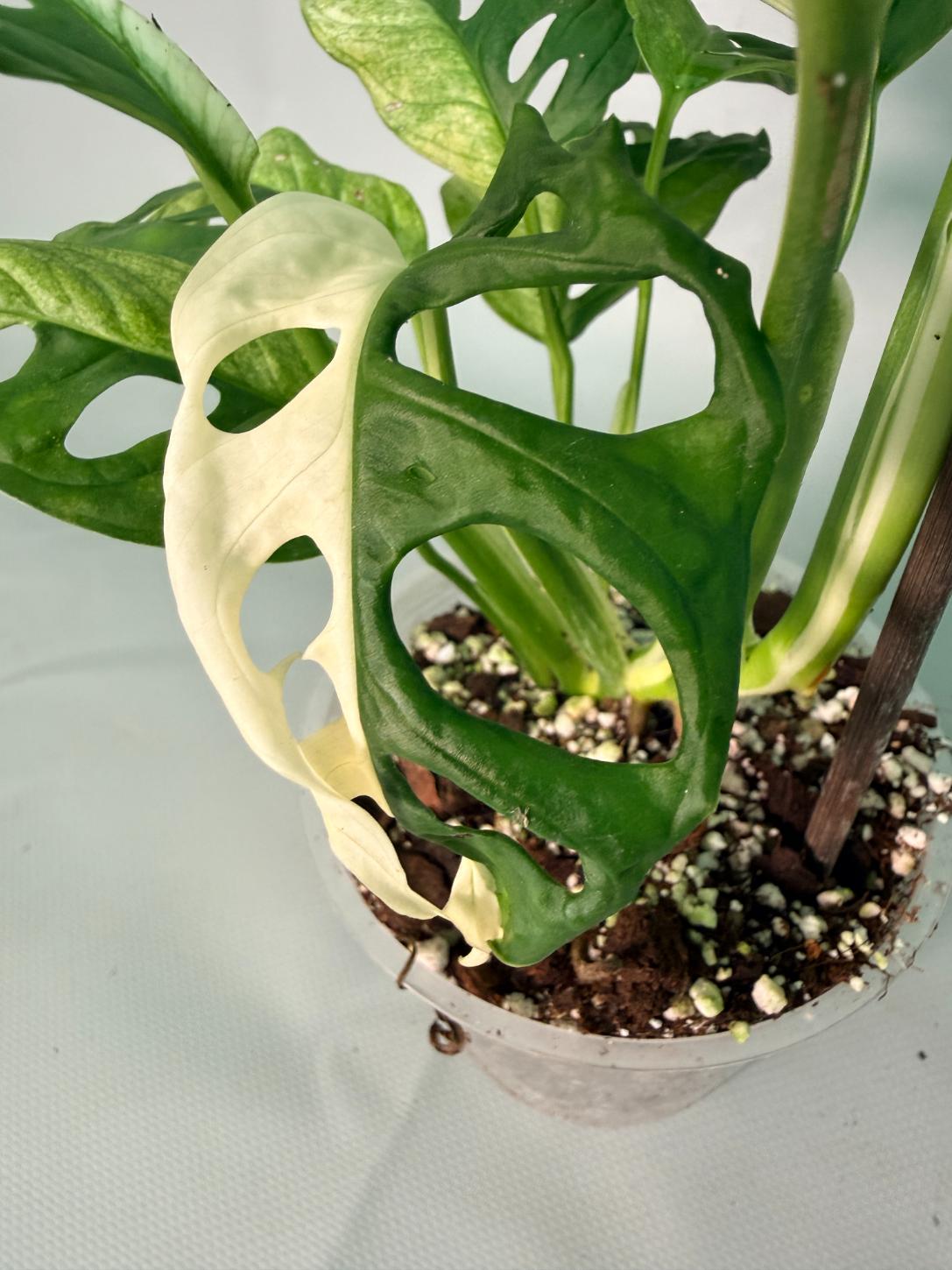 Monstera Adansonii Variegata XL 08