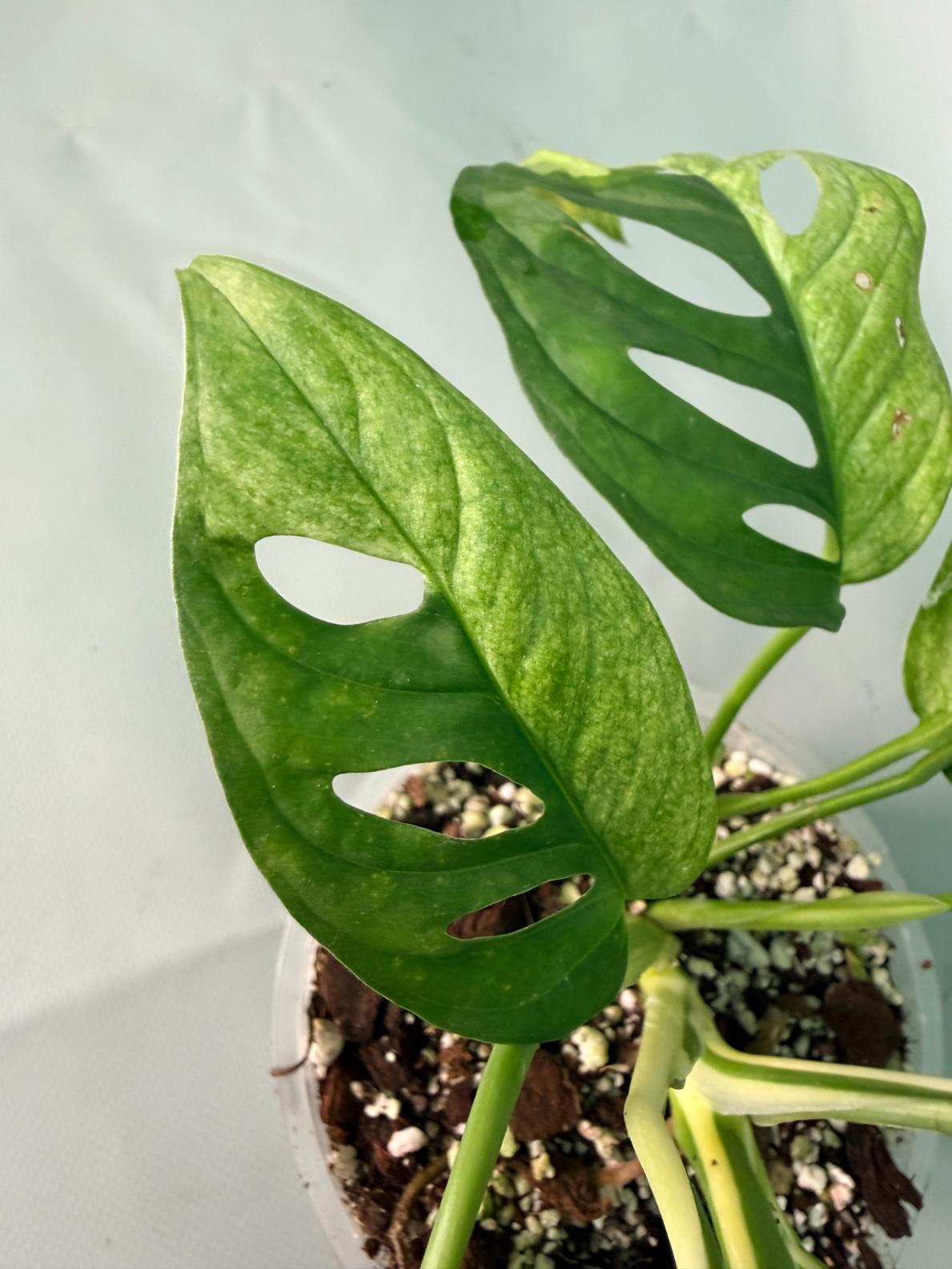 Monstera Adansonii Variegata XL 09