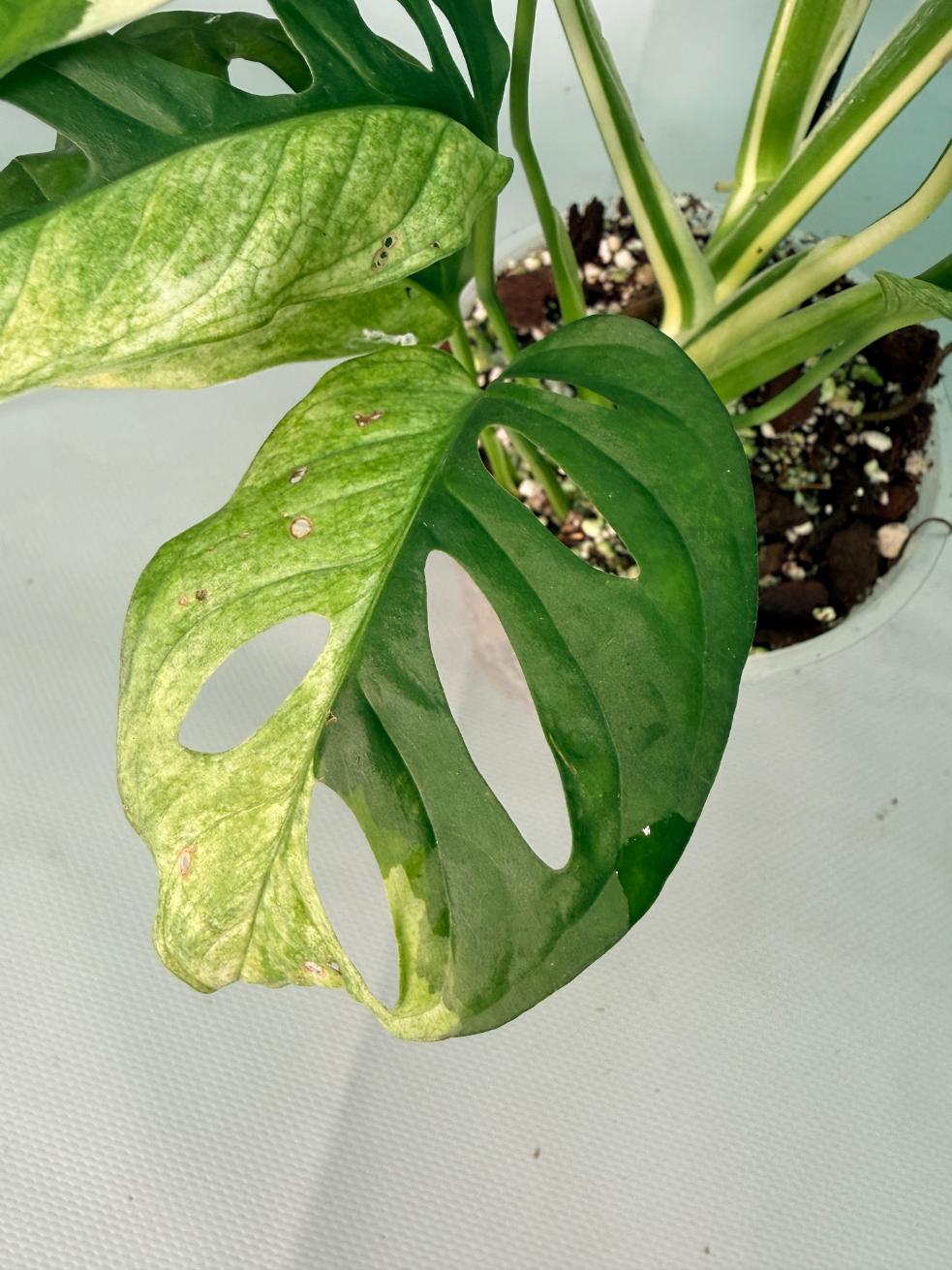 Monstera Adansonii Variegata XL 03