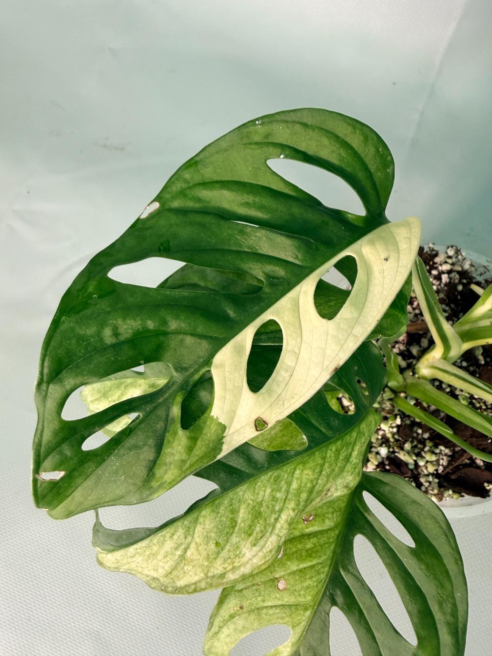 Monstera Adansonii Variegata XL 04