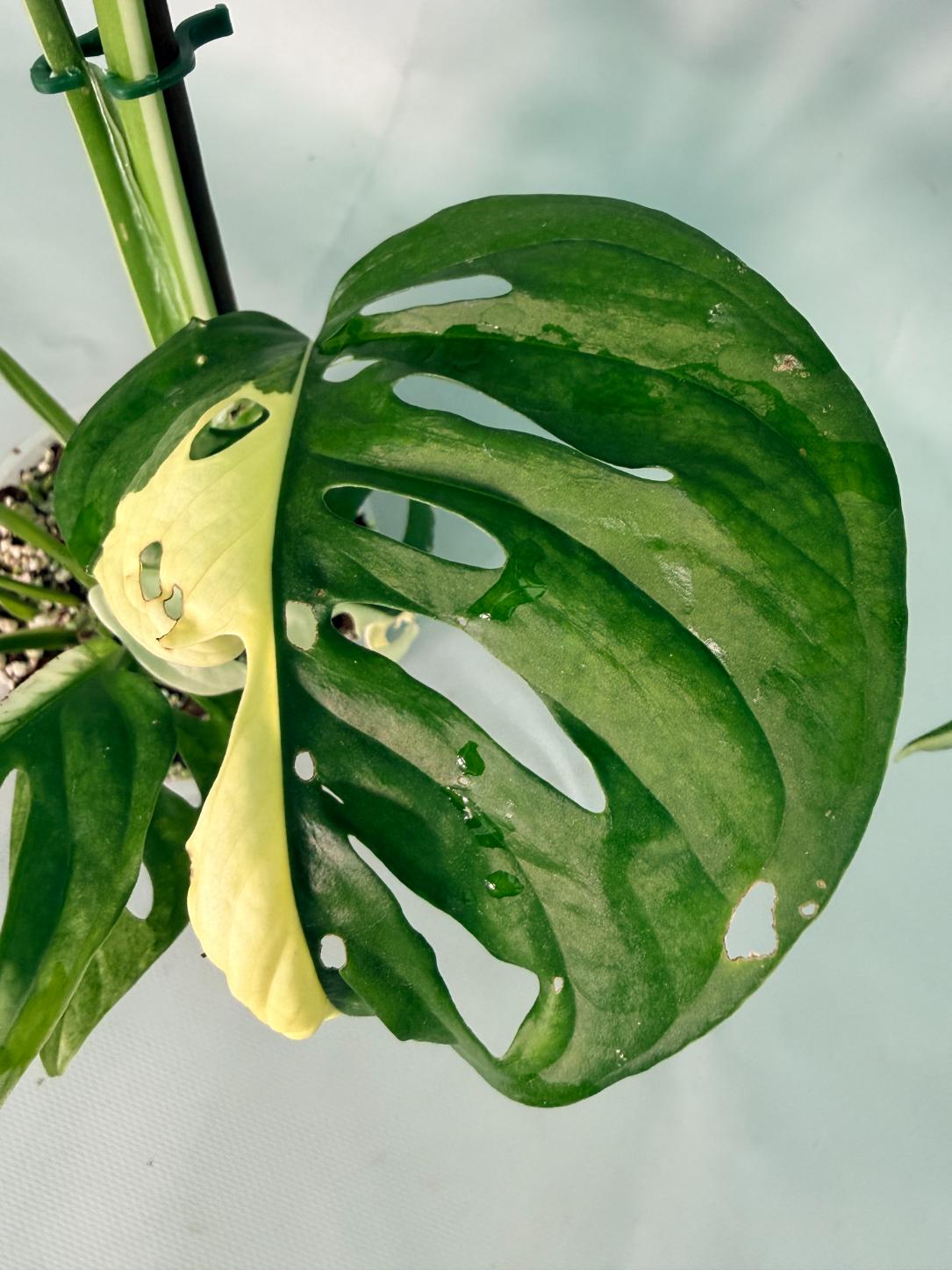 Monstera Adansonii Variegata XL 05