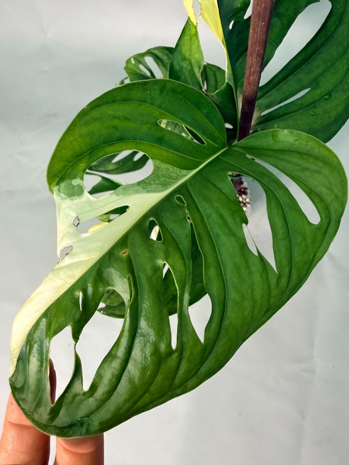 Monstera Adansonii Variegata XL 06