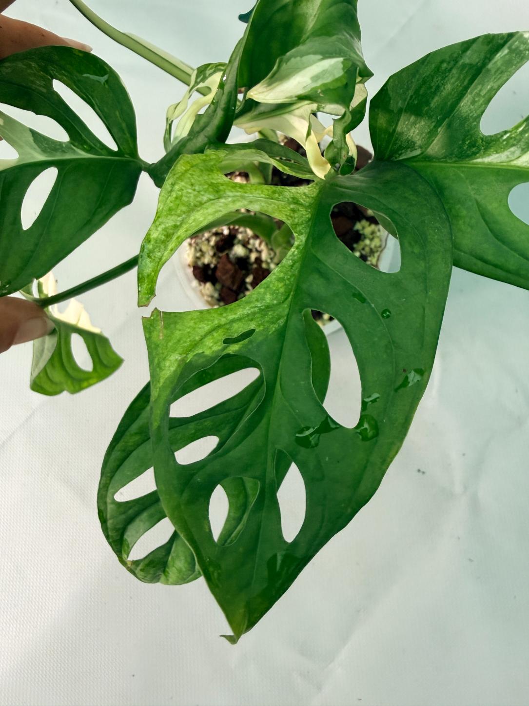 Monstera Adansonii Variegata XL 08