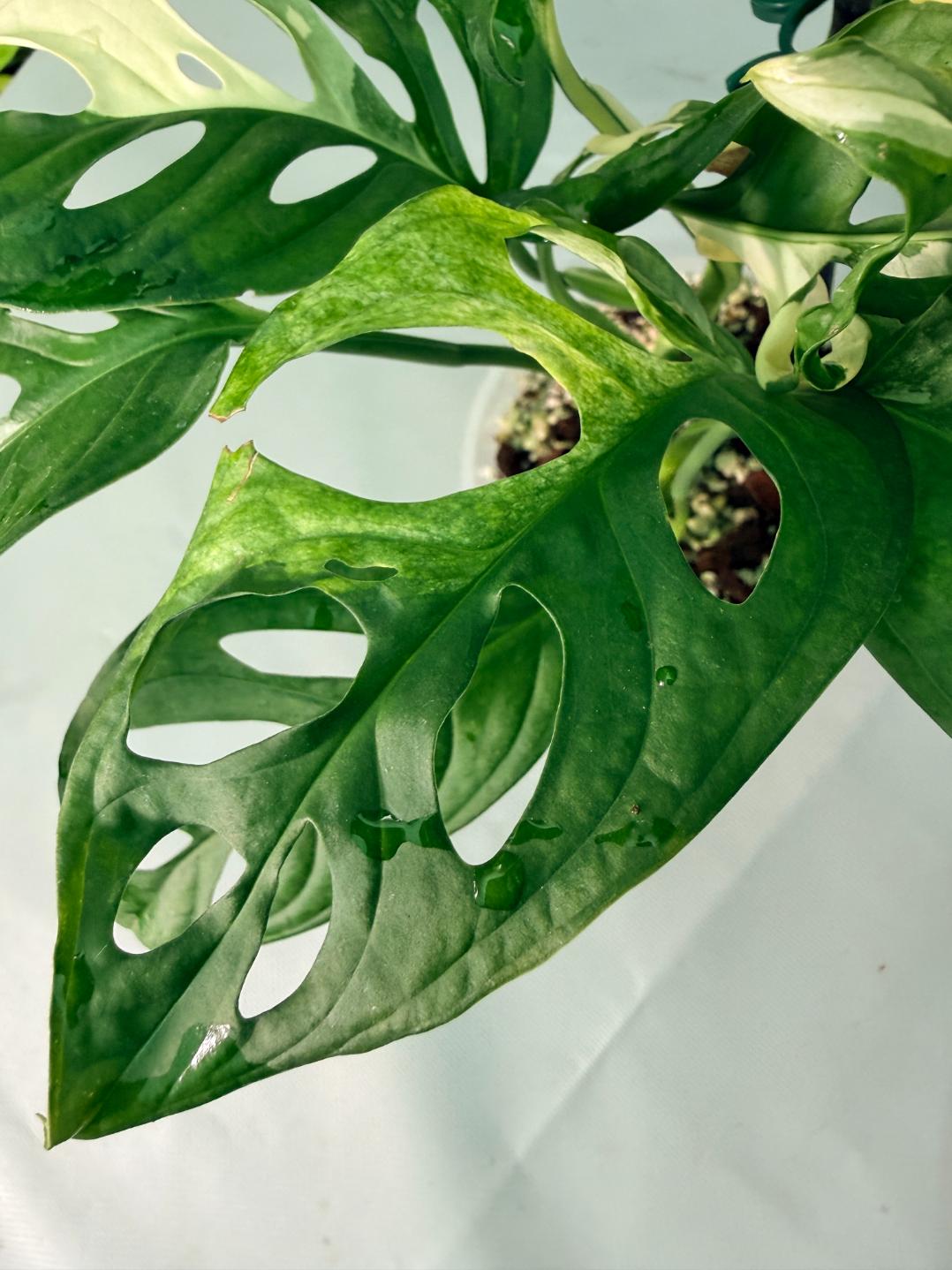 Monstera Adansonii Variegata XL 09
